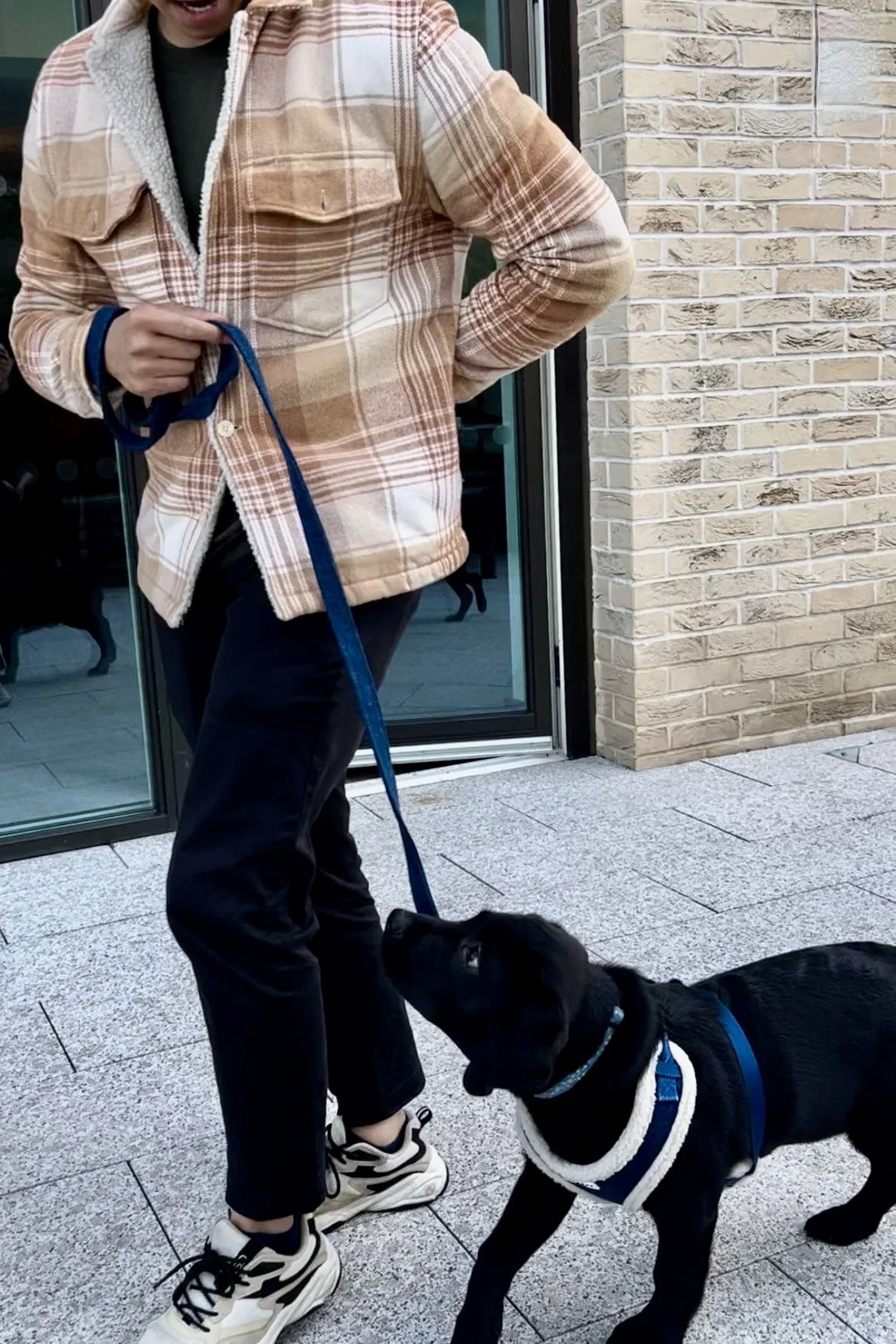 Puppy Life customer with black Labrador teaching walking nicely on loose lead