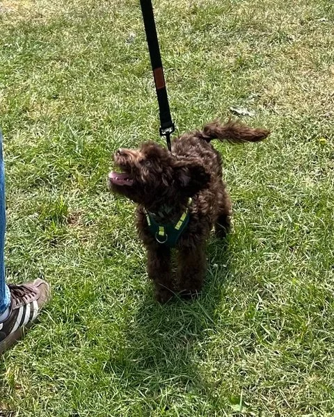 Cockapoo Puppy in training