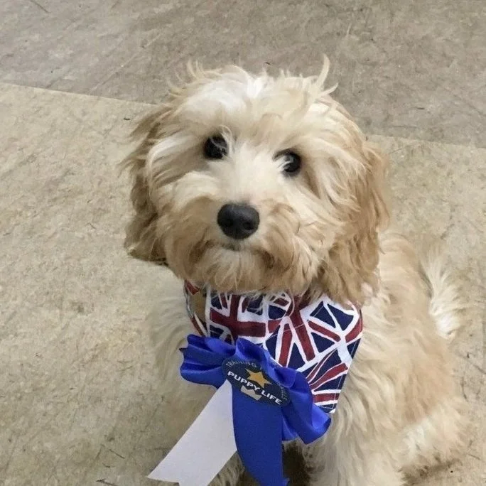 Cockapoo puppy in class wearing a blue Puppy Life rosette