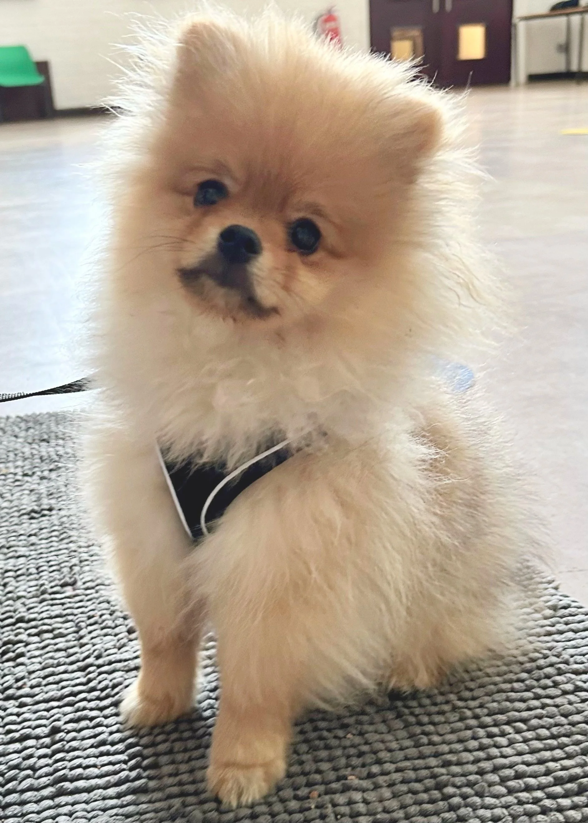 Pomeranian puppy at puppy classes in East London, with Puppy Life