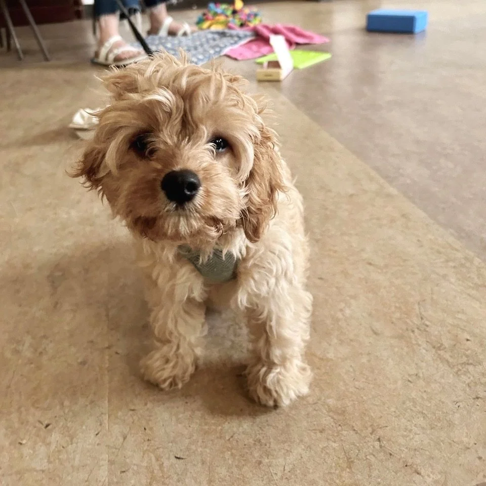 Cavapoo puppy at Puppy Life's puppy classes in East London E14