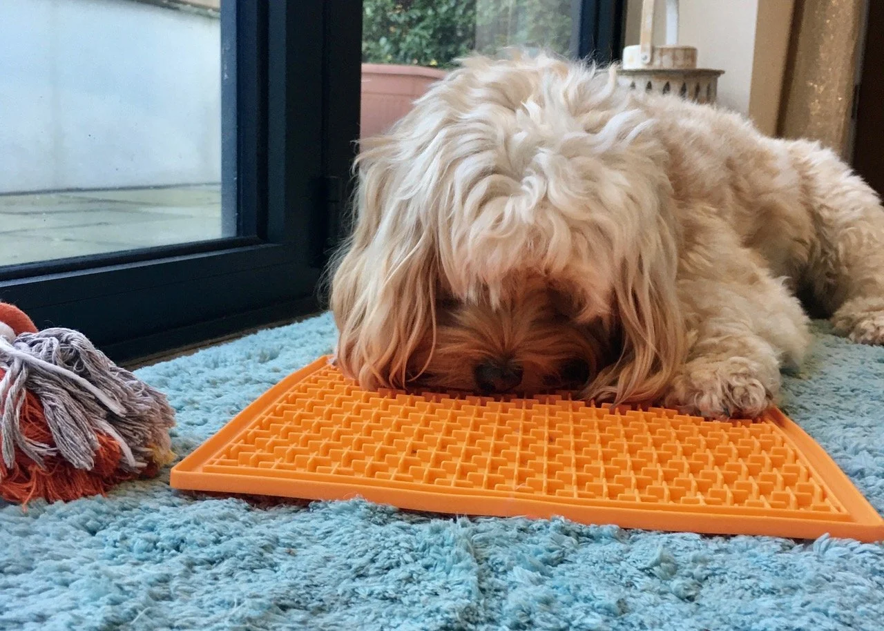 Blonde dog lying down and calmly licking on orange food toy