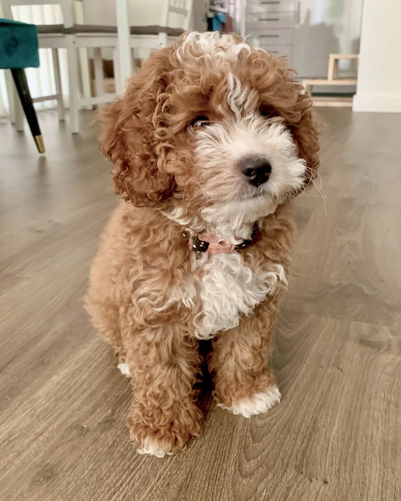 White and tan Cavapoo puppy having a Brand New Puppy session at home