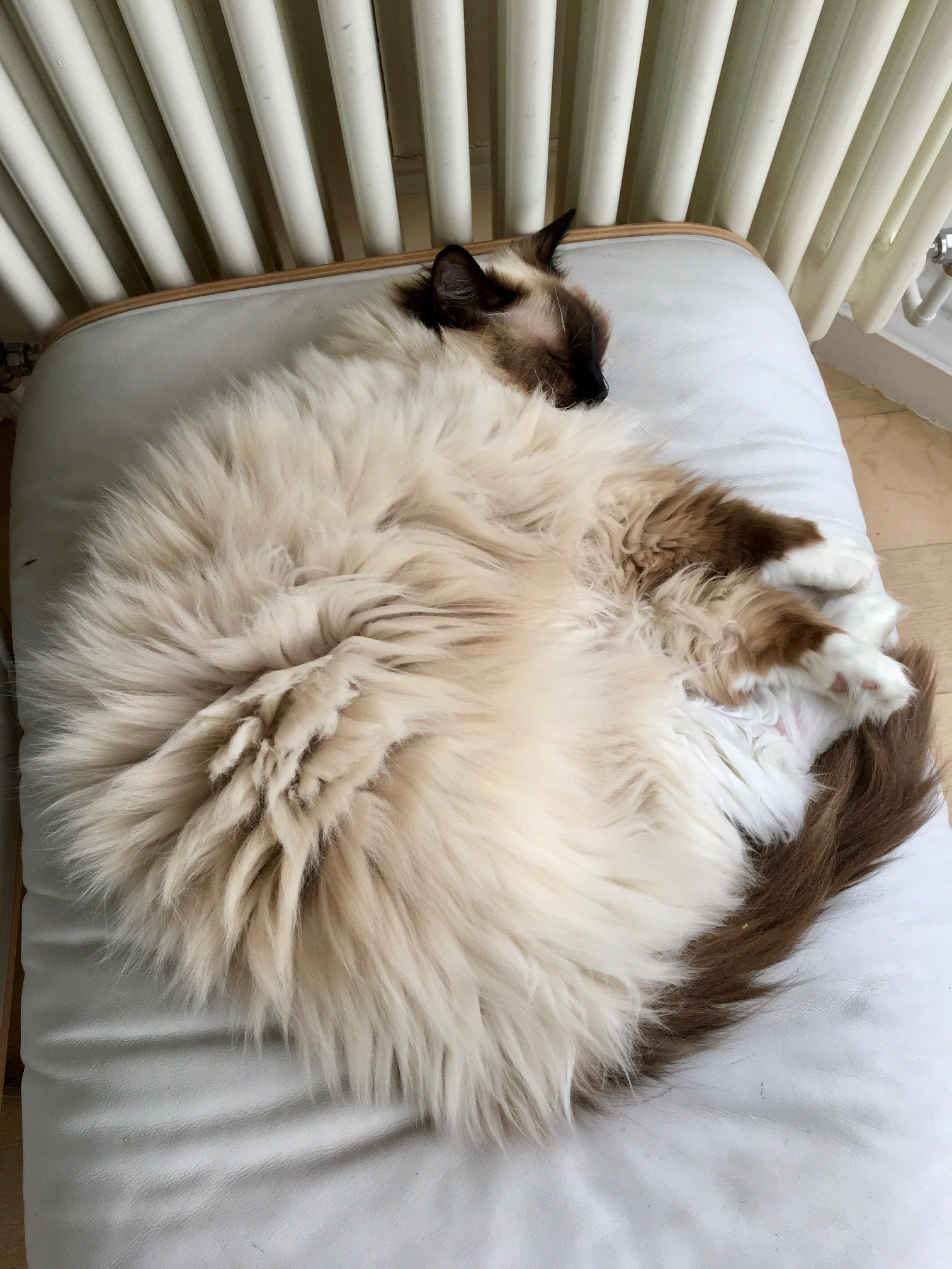 Large fluffy cat curled up next to a radiator