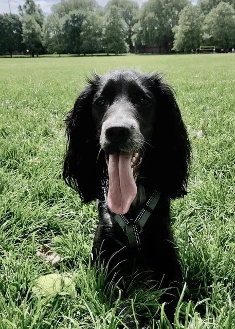 Working Cocker Spaniel dog practising attention on walks