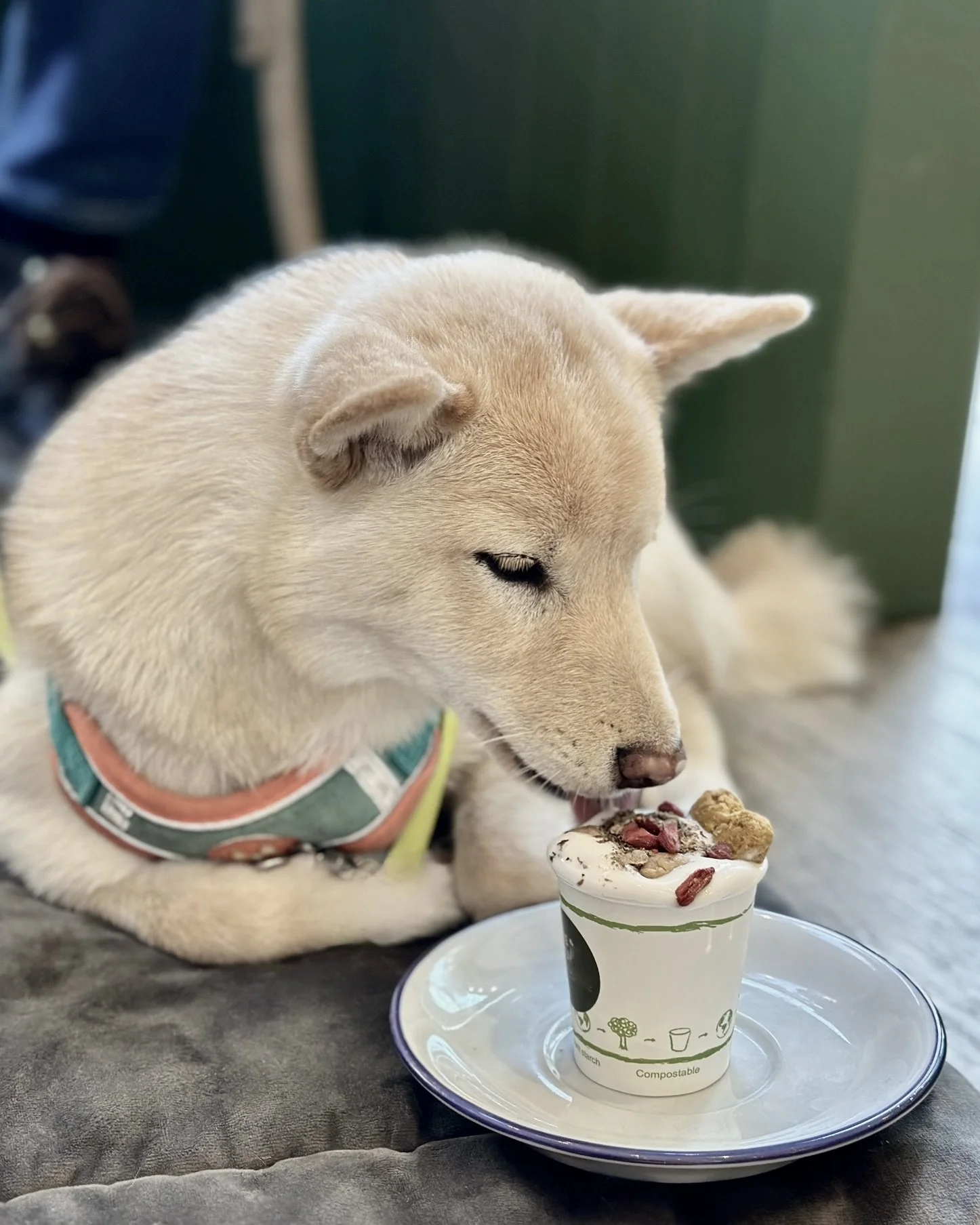 Shiba Inu dog settled down calmly in front of an ice cream, practising attention around distractions