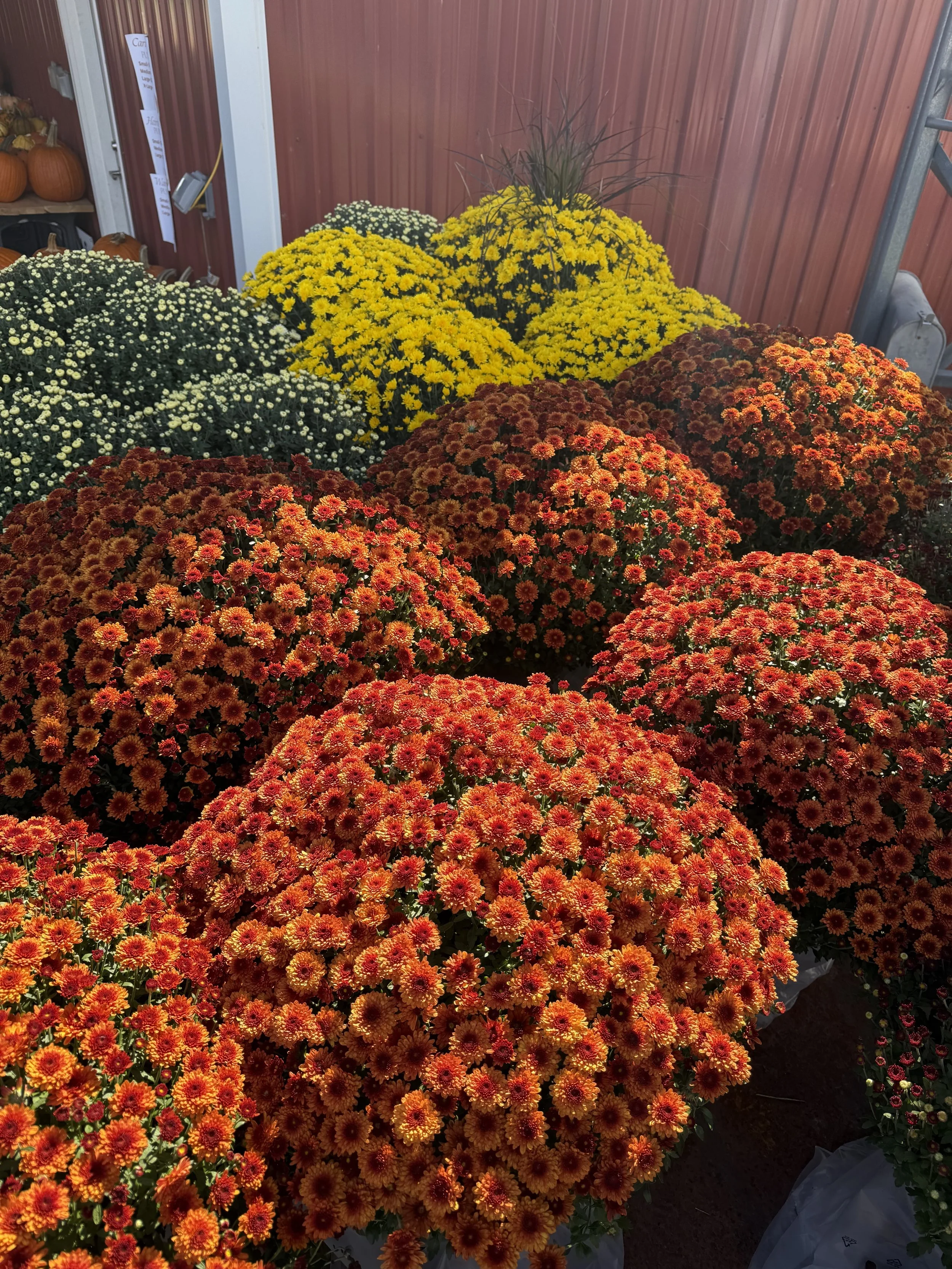 Fall Mums- Pre Order