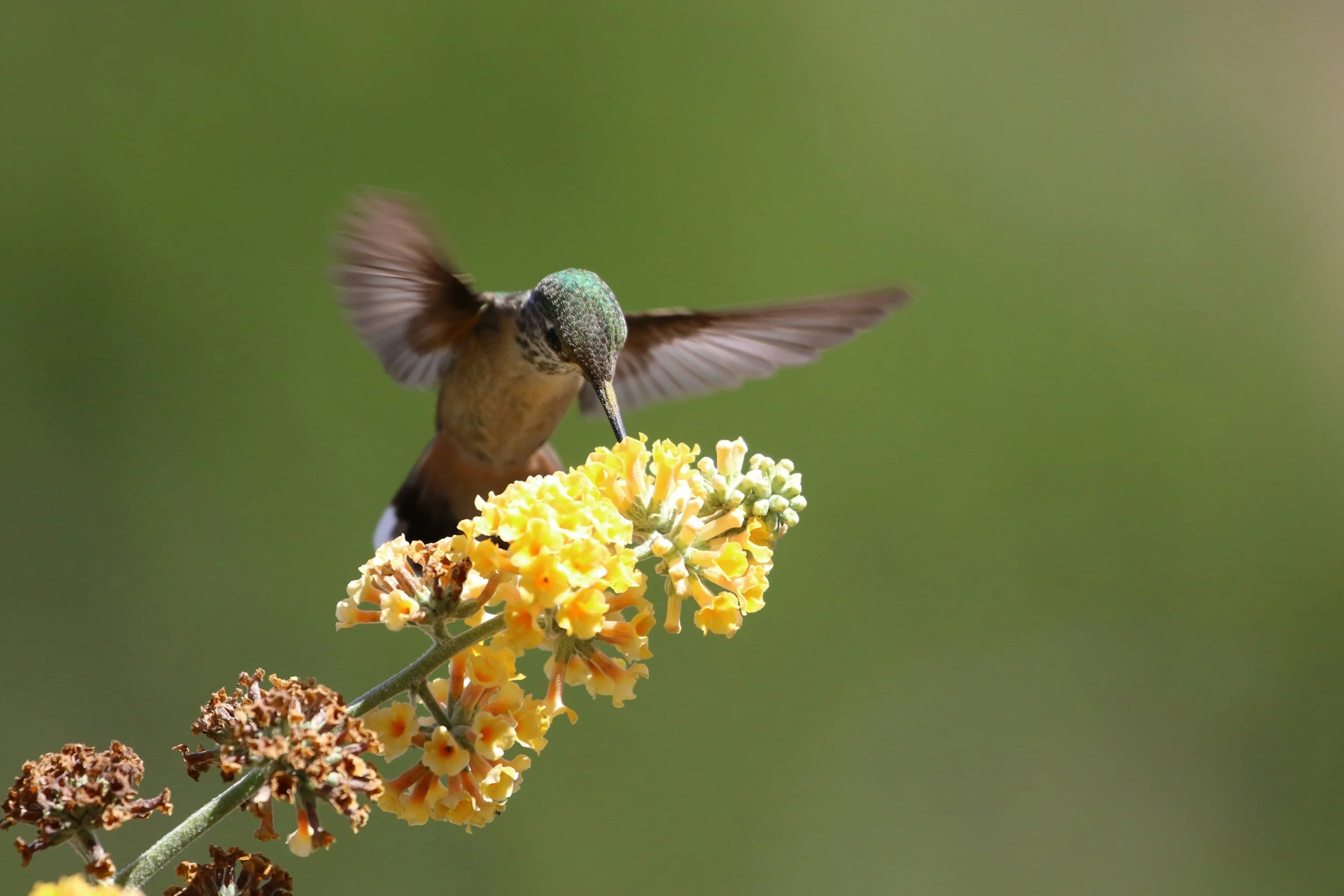 March - Pollinators