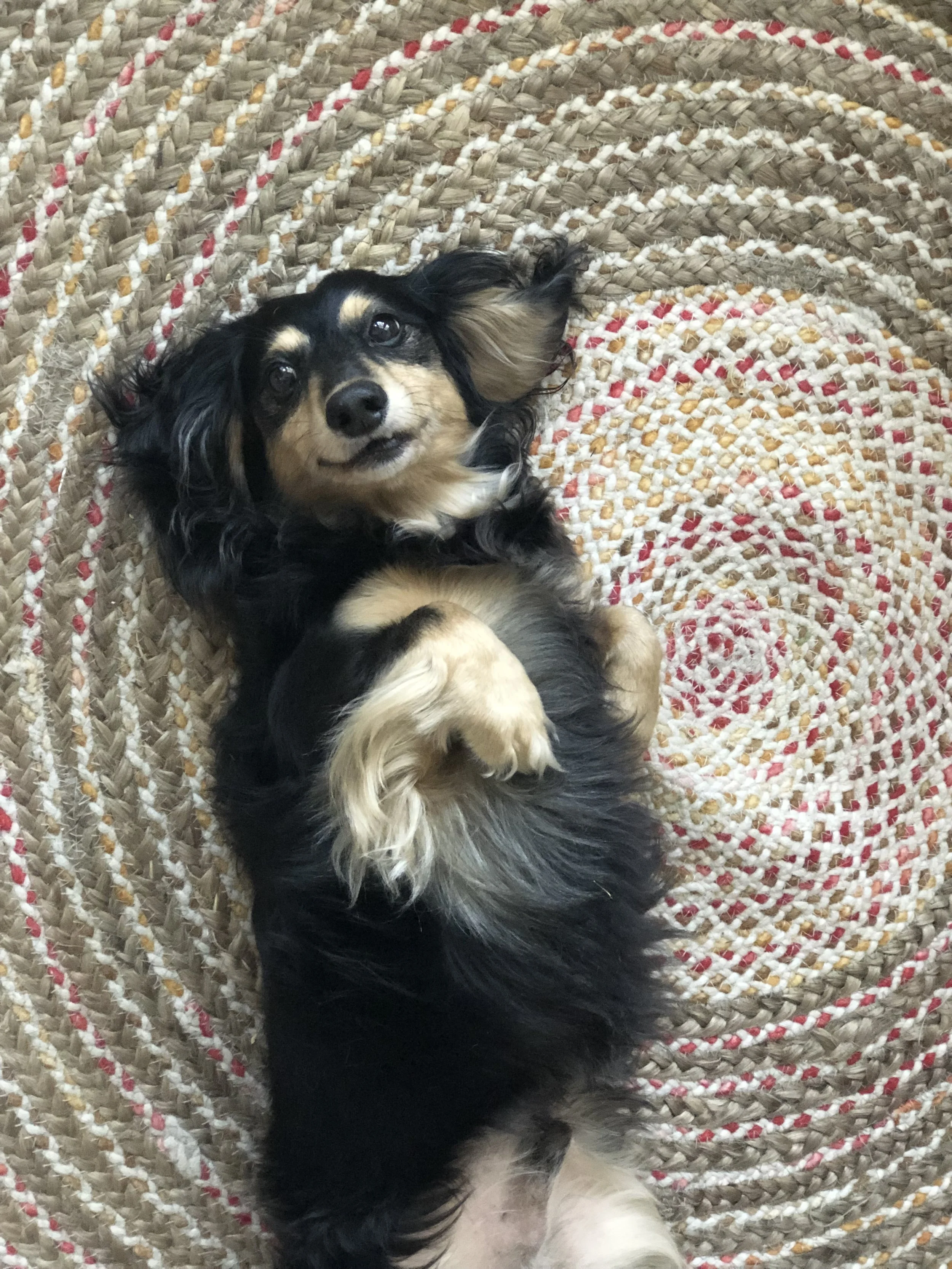 The Heart-to-Heart | Animal-Led Written Communication + One Question