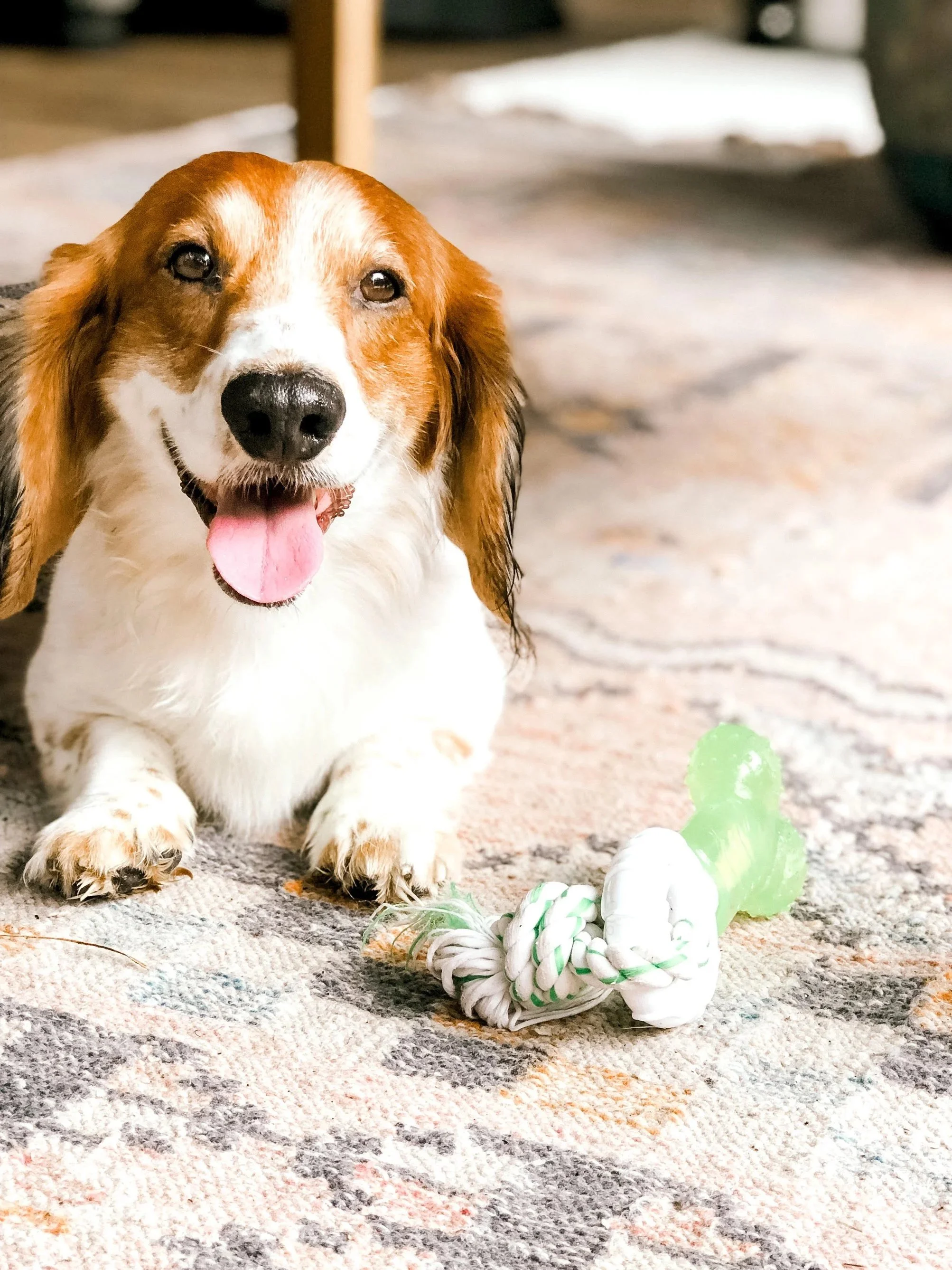 Animal Communication Session | Written (Delivered Within 72 Hours)