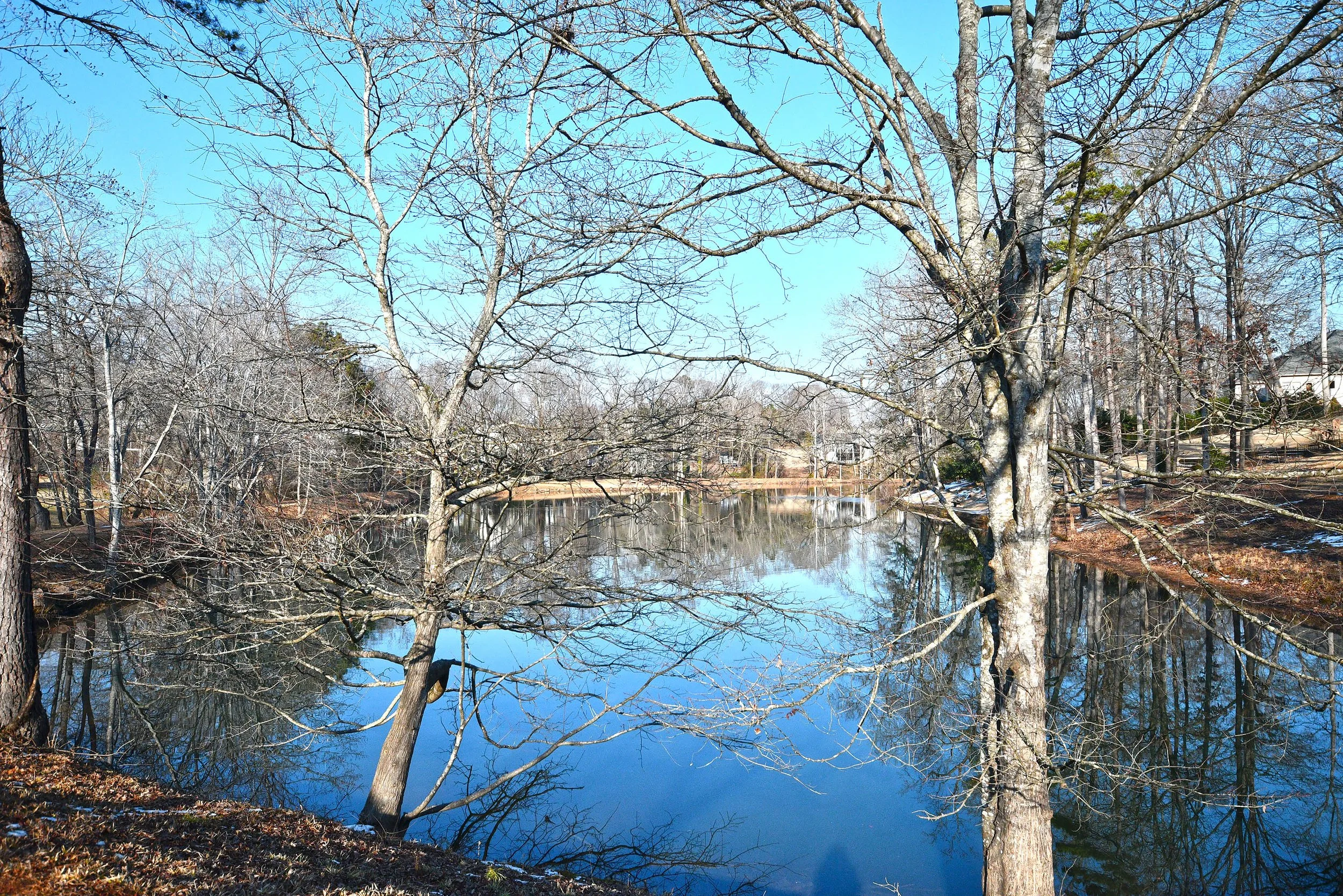 A peaceful scene of a lake surrounded by leafless trees under a clear blue sky, with the water reflecting the trees and sky. Home for sale in Greenville, SC. Master on Main Level. 4 Bedroom home for sale. Upscale Community. 