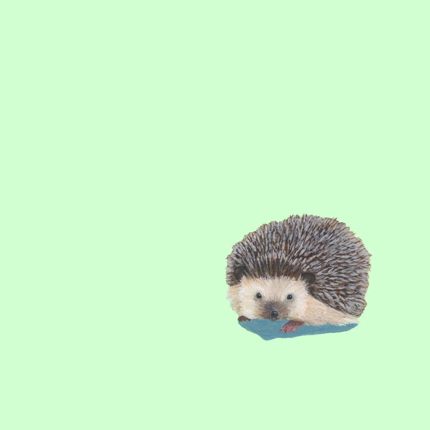 So please this little chap found his forever home in London! I miss seeing these little critters in the garden 🦔
.
.
.
.
#hedgehog #britishwildlife #wildlife