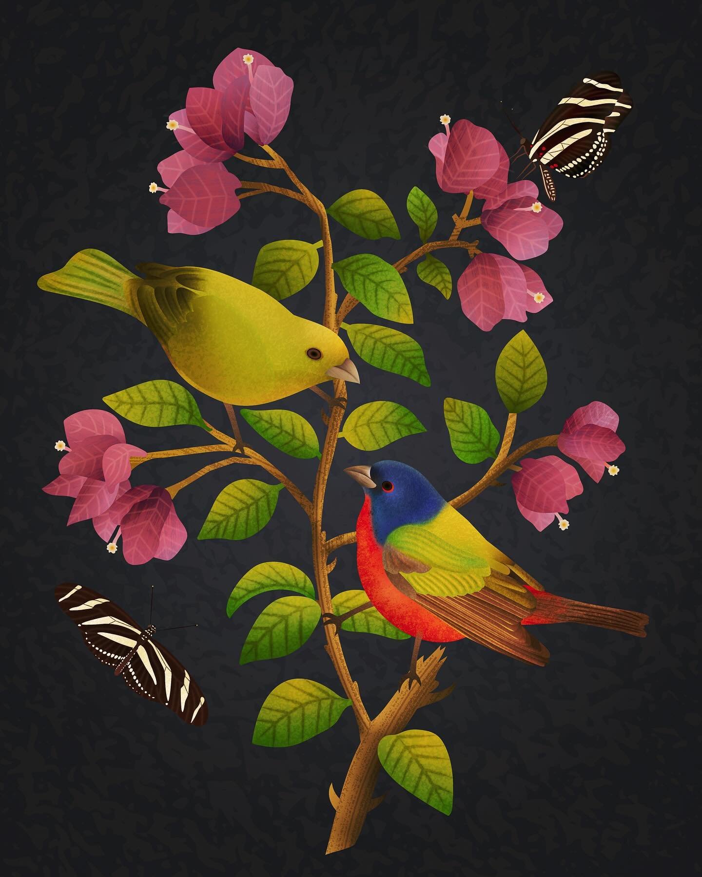 Painted Buntings and Zebra Longwings on Bougainvillea, as seen back home in Florida.

Painted buntings, or flying rainbows in the sky, are among North America's most beautiful and sought-after songbirds. The vividly mixed rainbow plumage of the paint