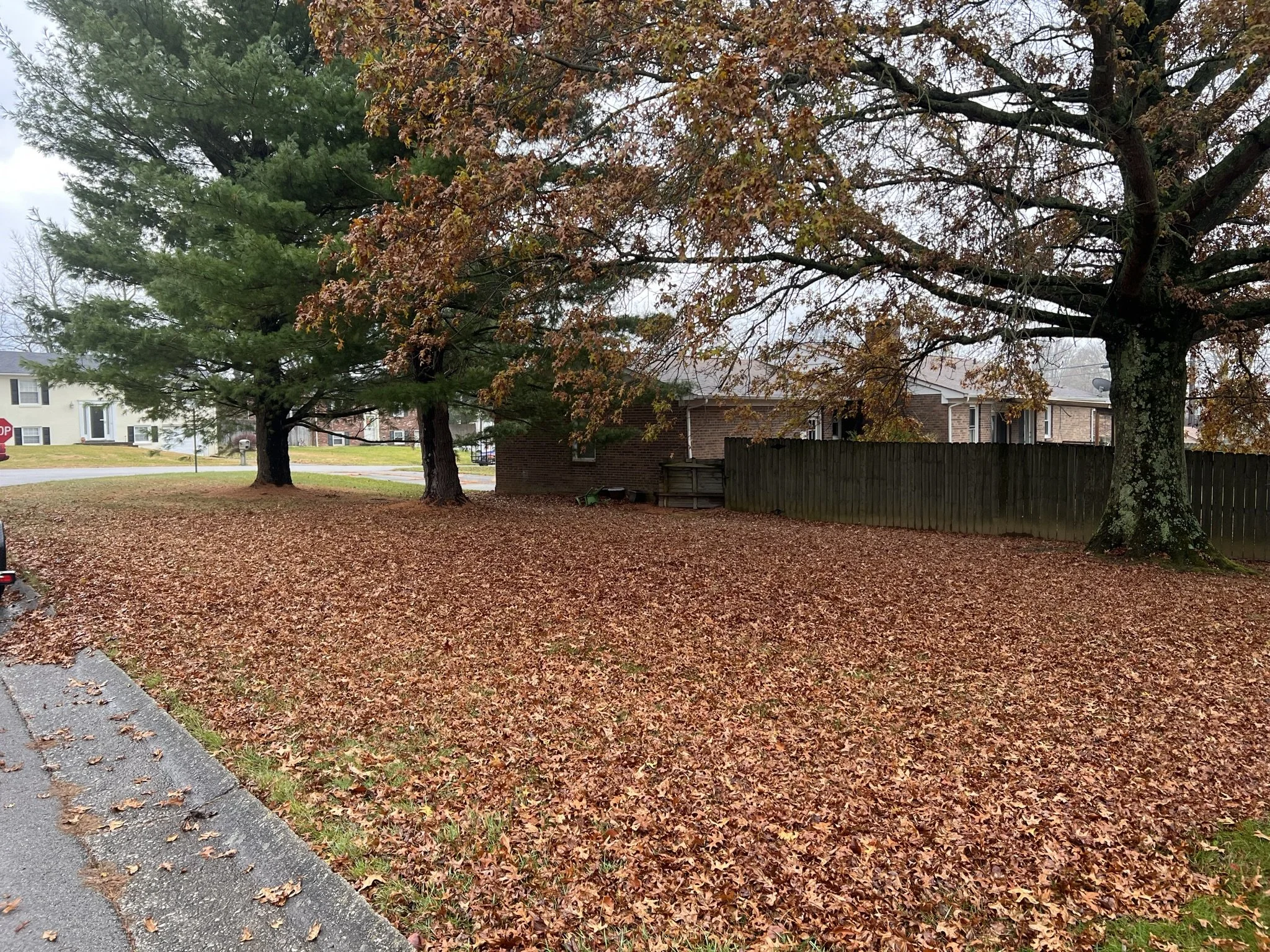 A residential front yard in autumn with fallen leaves covering the ground, large trees with some remaining leaves, a wooden fence, and houses in the background.
