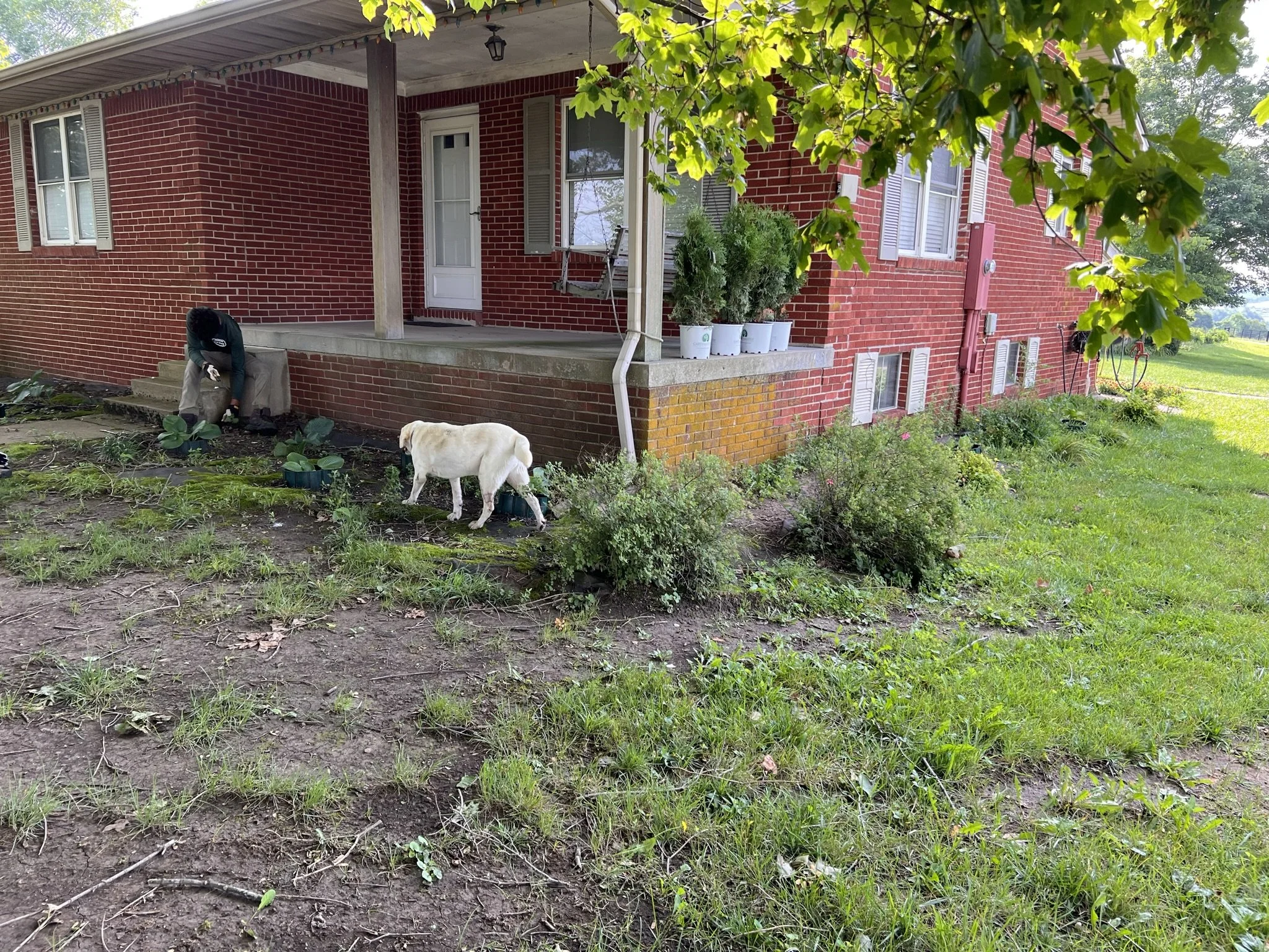 A man gardening with a dog nearby on a yard in front of a red brick house with a porch, potted plants, and lush green grass.