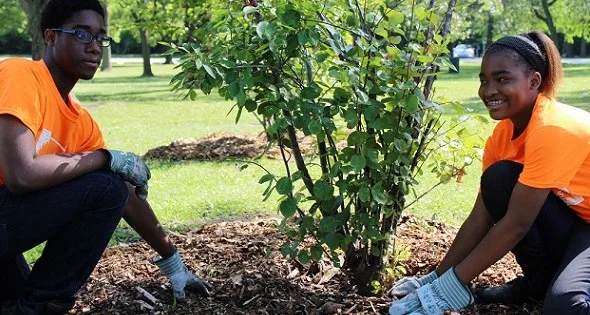DRW Tree Mulch.JPG