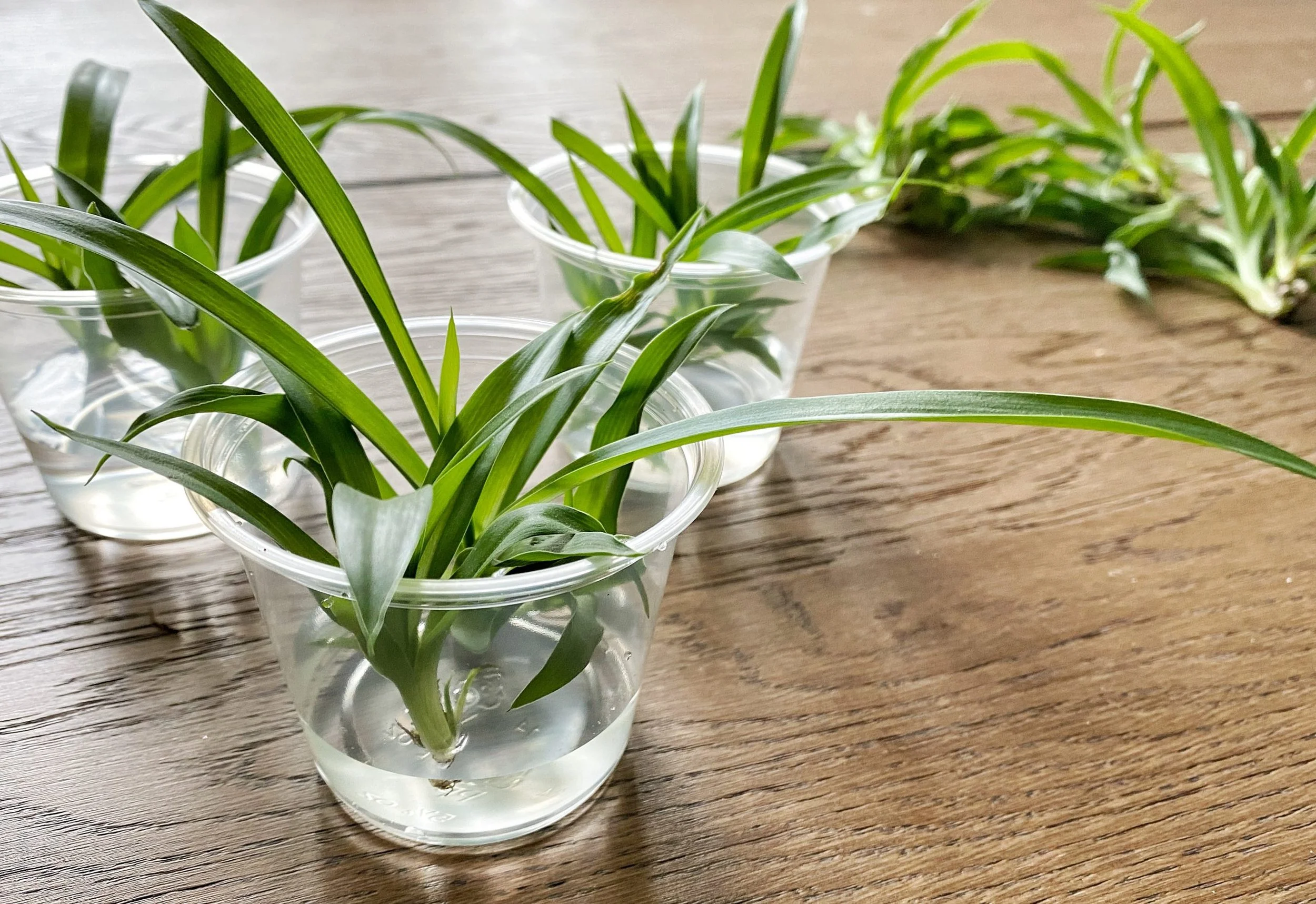 Spider-Plant-Propagation-2-scaled.jpg