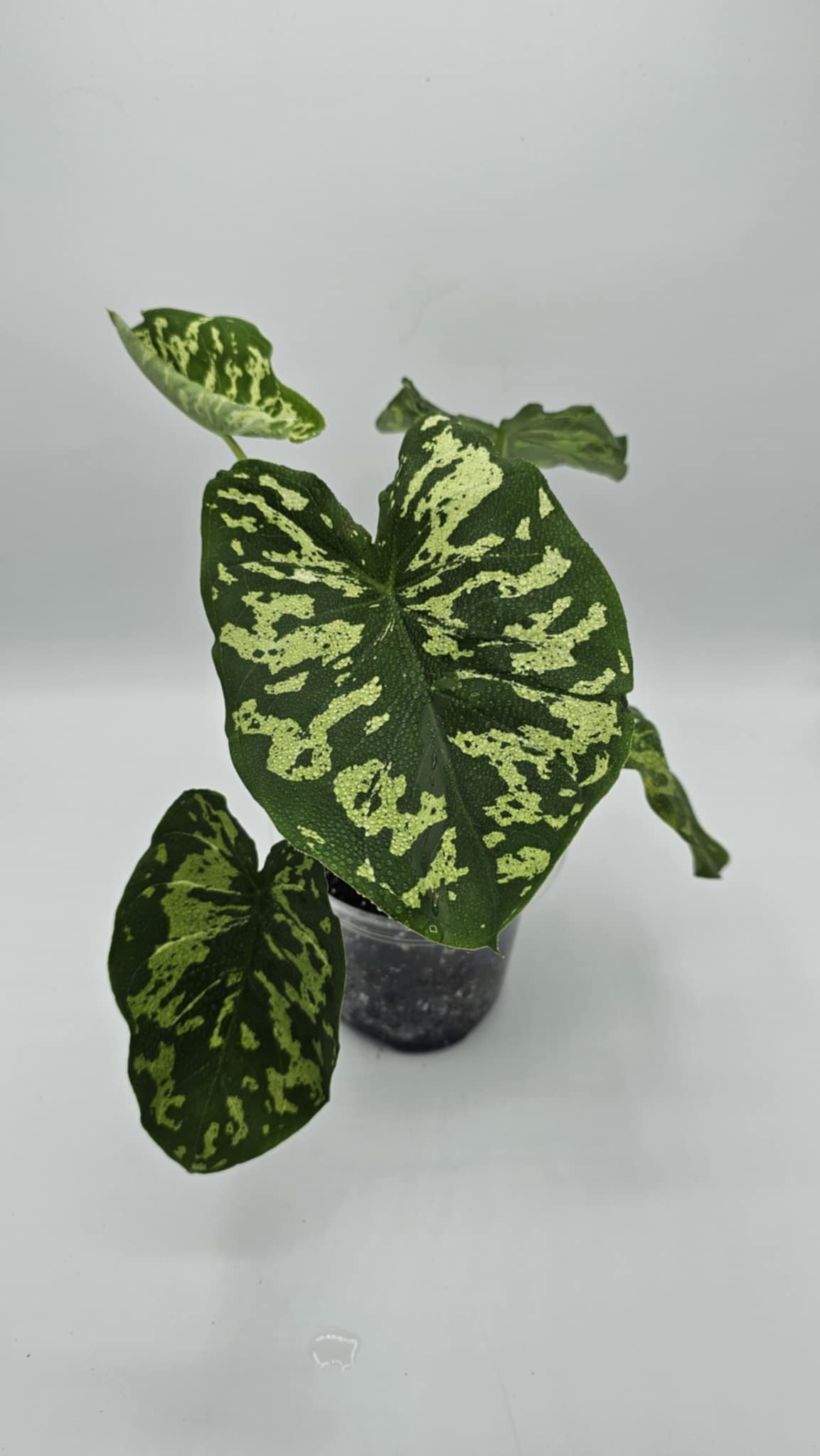 Unknown-3.jpg