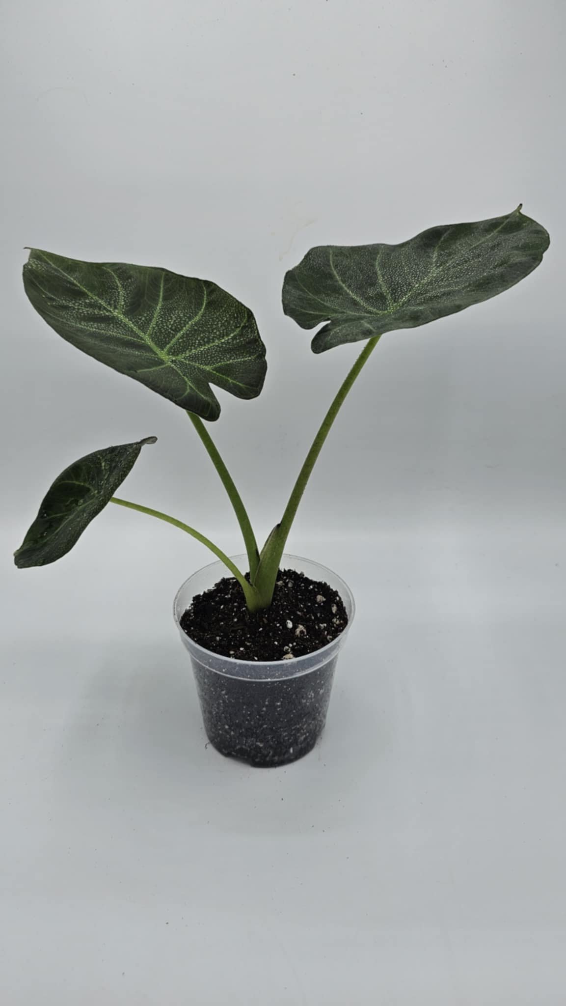 Unknown-2.jpg