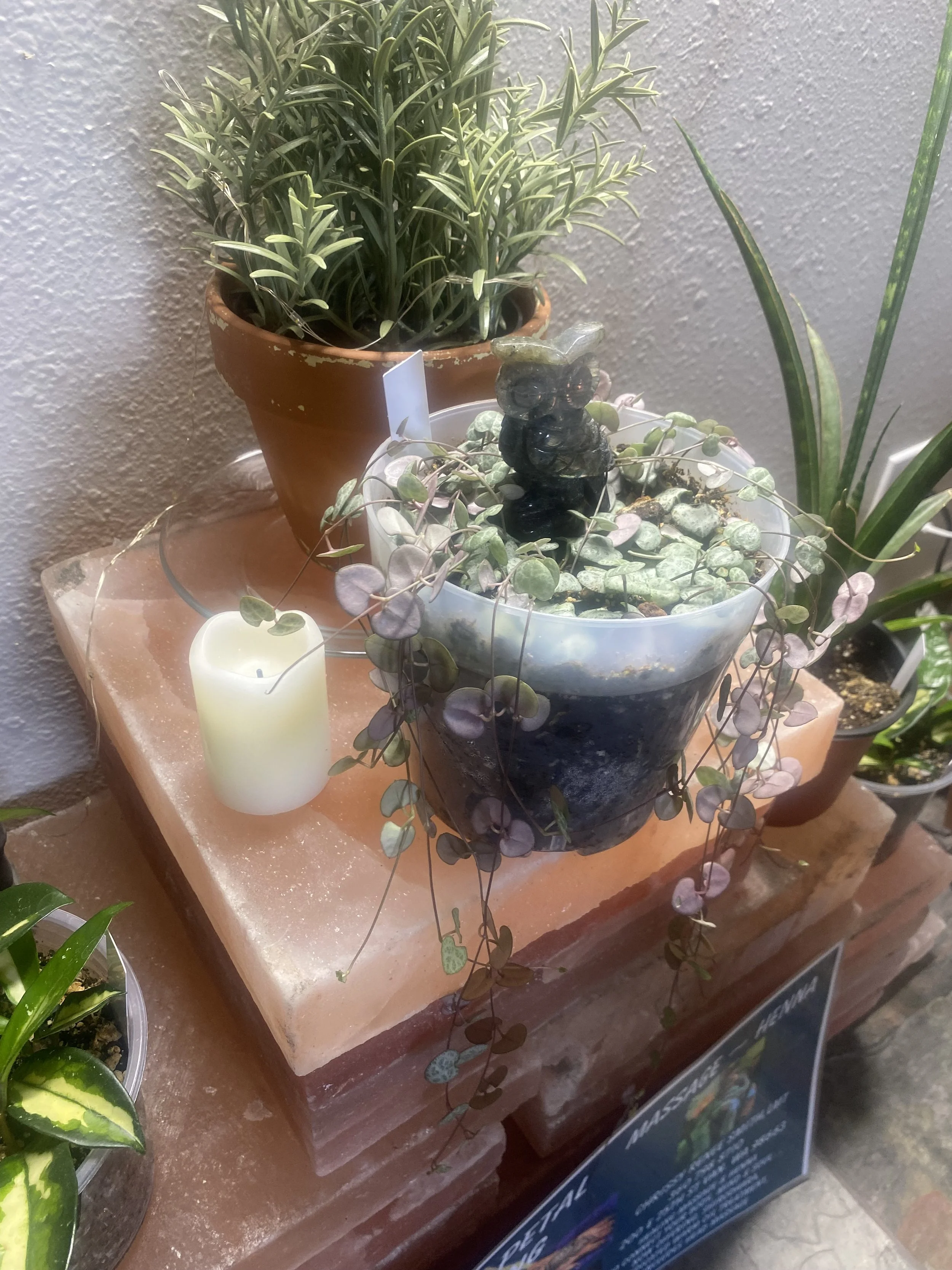 Indoor plants arrangement including a potted string of hearts plant with a small owl ornament, a rosemary plant in a terracotta pot, a small candle, and a snake plant, all displayed on a stack of bricks.
