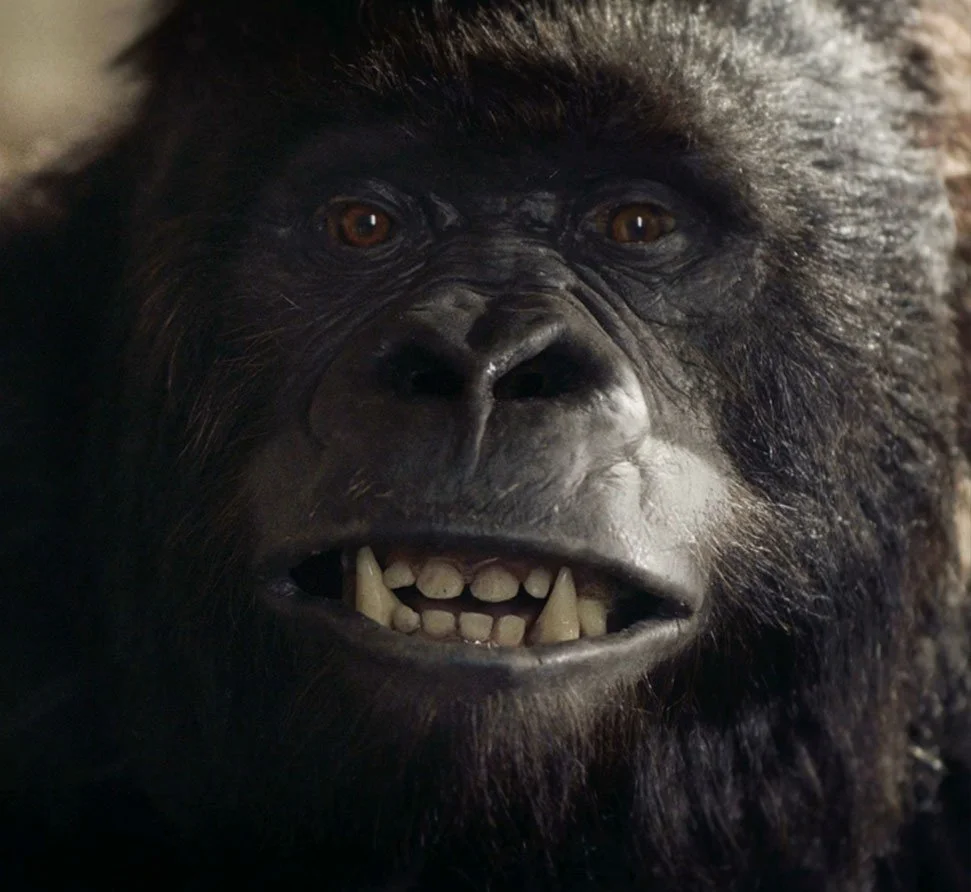 Gorilla organization
