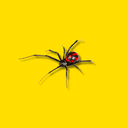 poisonous spider treatments