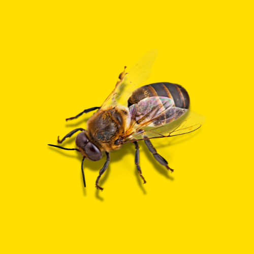 bee treatment