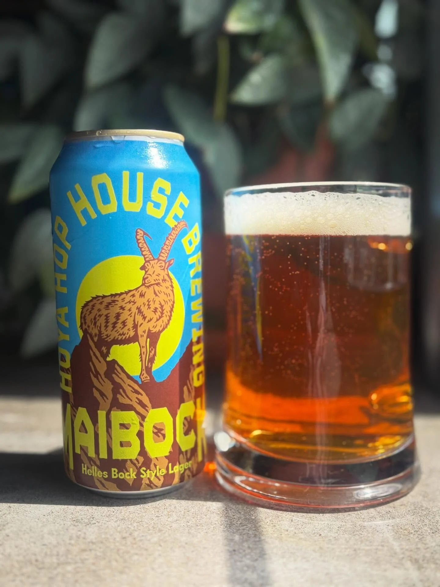 🌻NEW BEER SATURDAY🌻

Tomorrow is the release of our Maibock! It&rsquo;s been patiently lagering for 2 months in anticipation for its spring release! A Maibock is traditionally released in spring time and is a beer best enjoyed outside on a cold cri