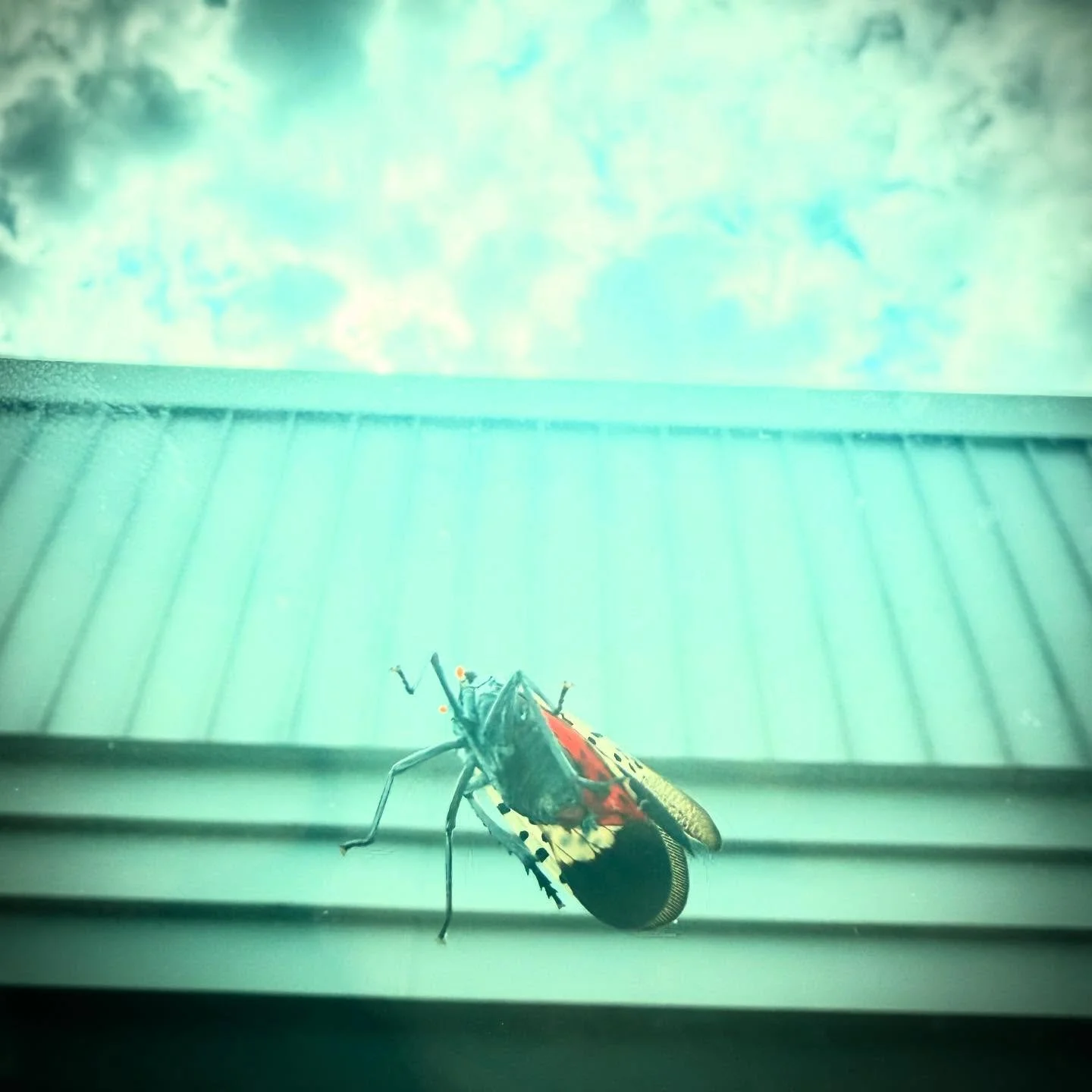 #spottedlanternfly 🦶💥