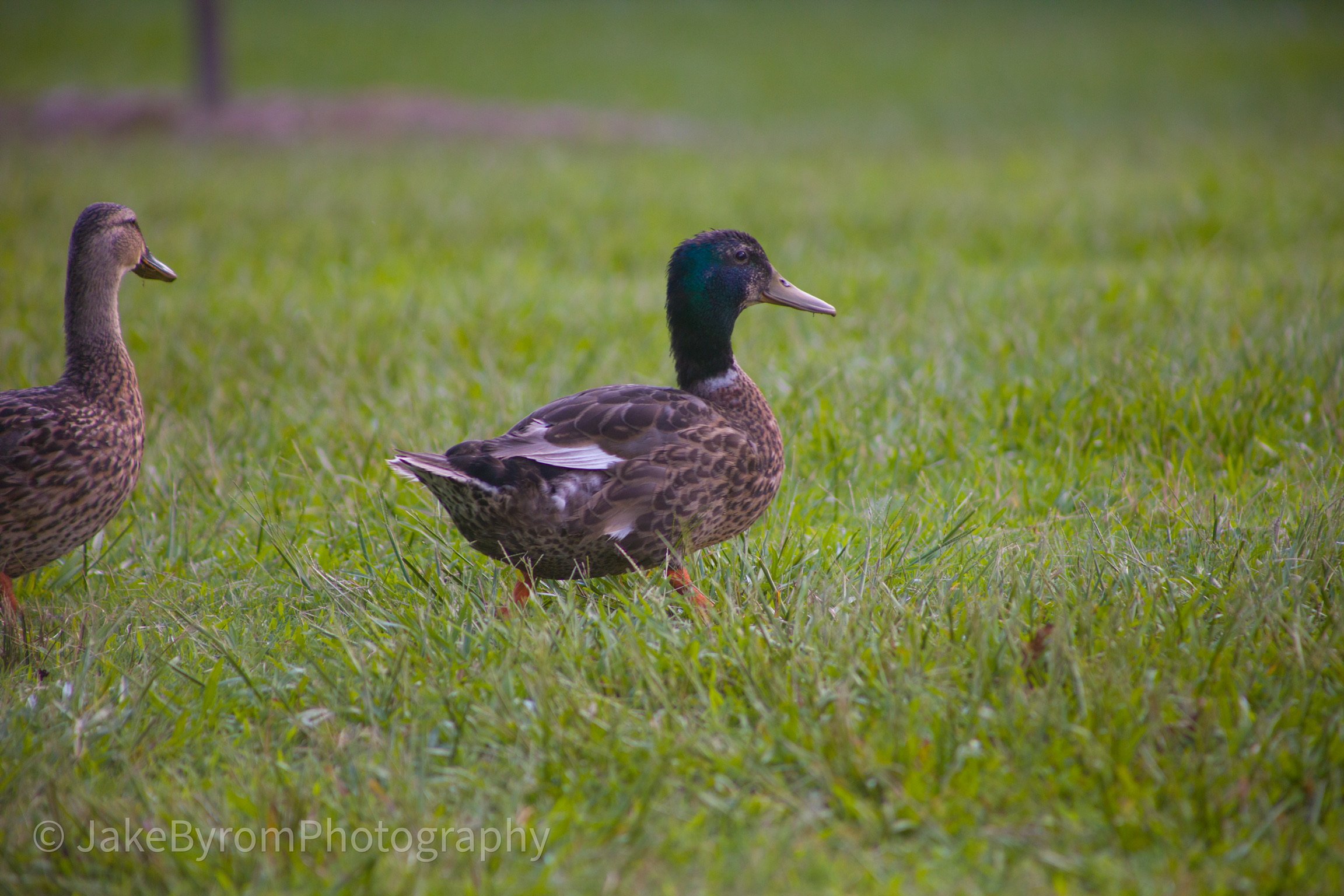 IMG_0009.jpeg