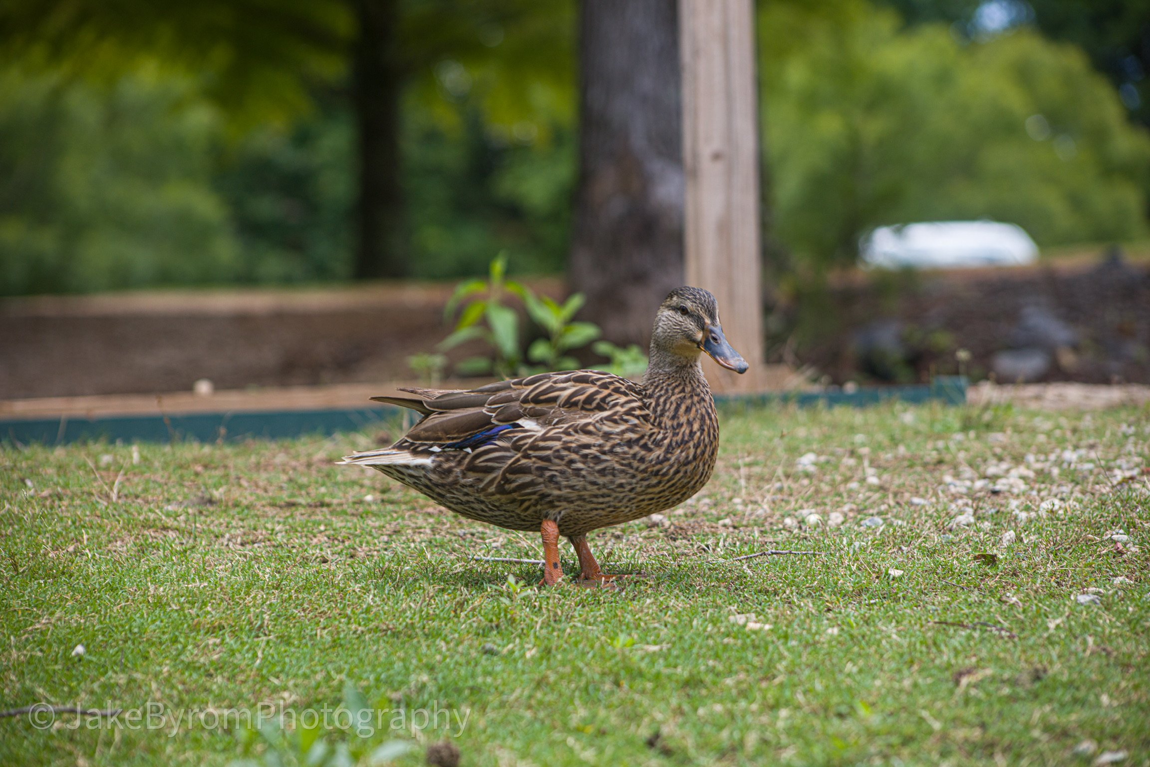 IMG_0001.jpeg