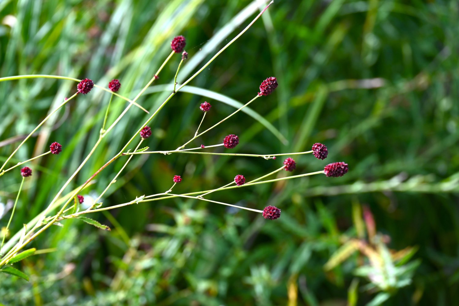 Dark red Sanguisorba officinalis flowers on fine, wiry stems among grasses
