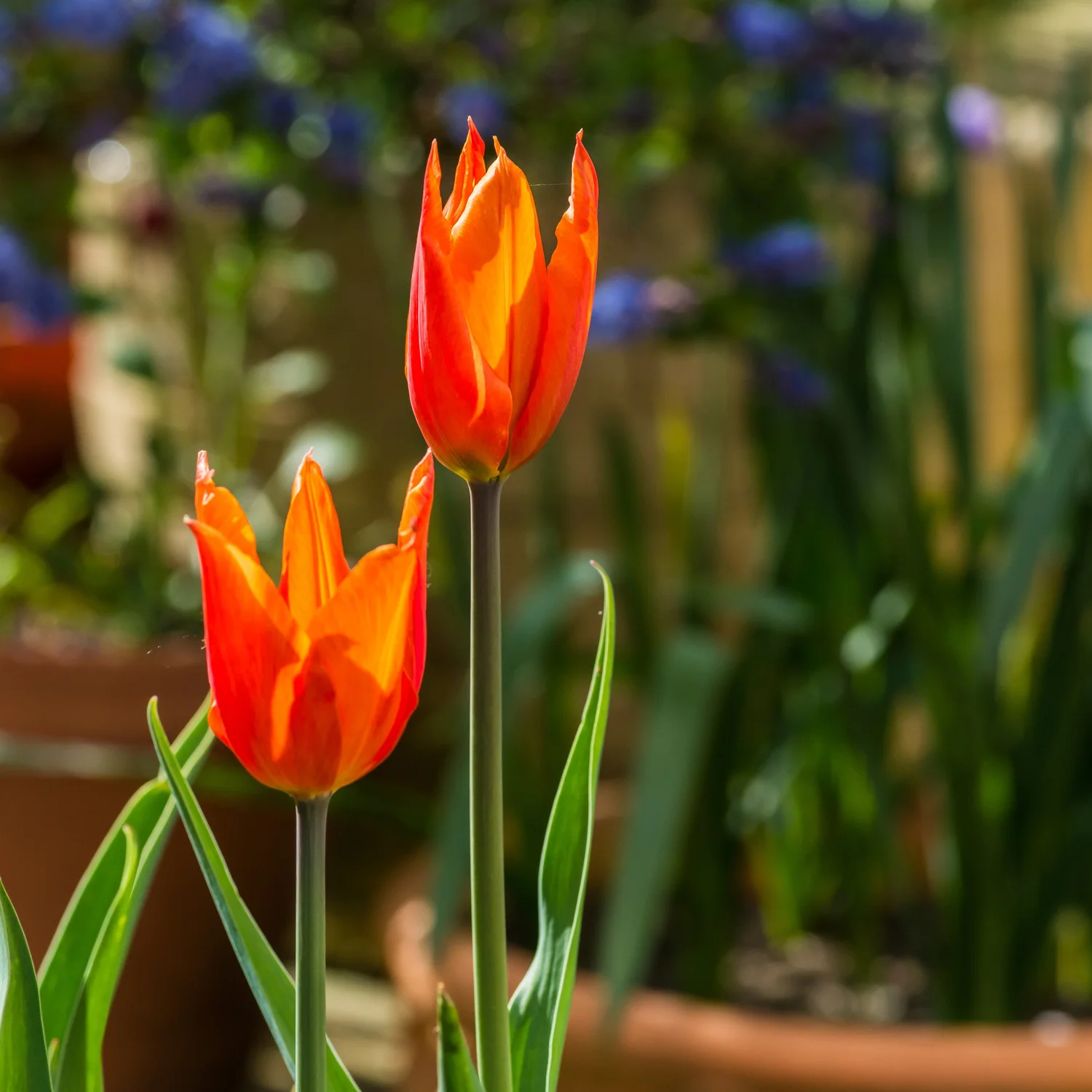Orange lily-flowered Tulipa 'Ballerina' in flower