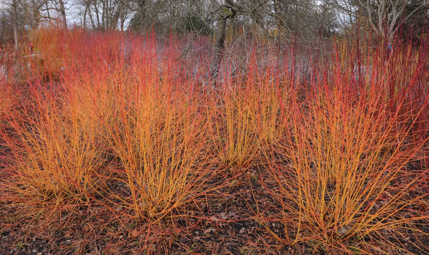 Orange and red stems of Cornus sanguinea 'Midwinter Fire' in winter
