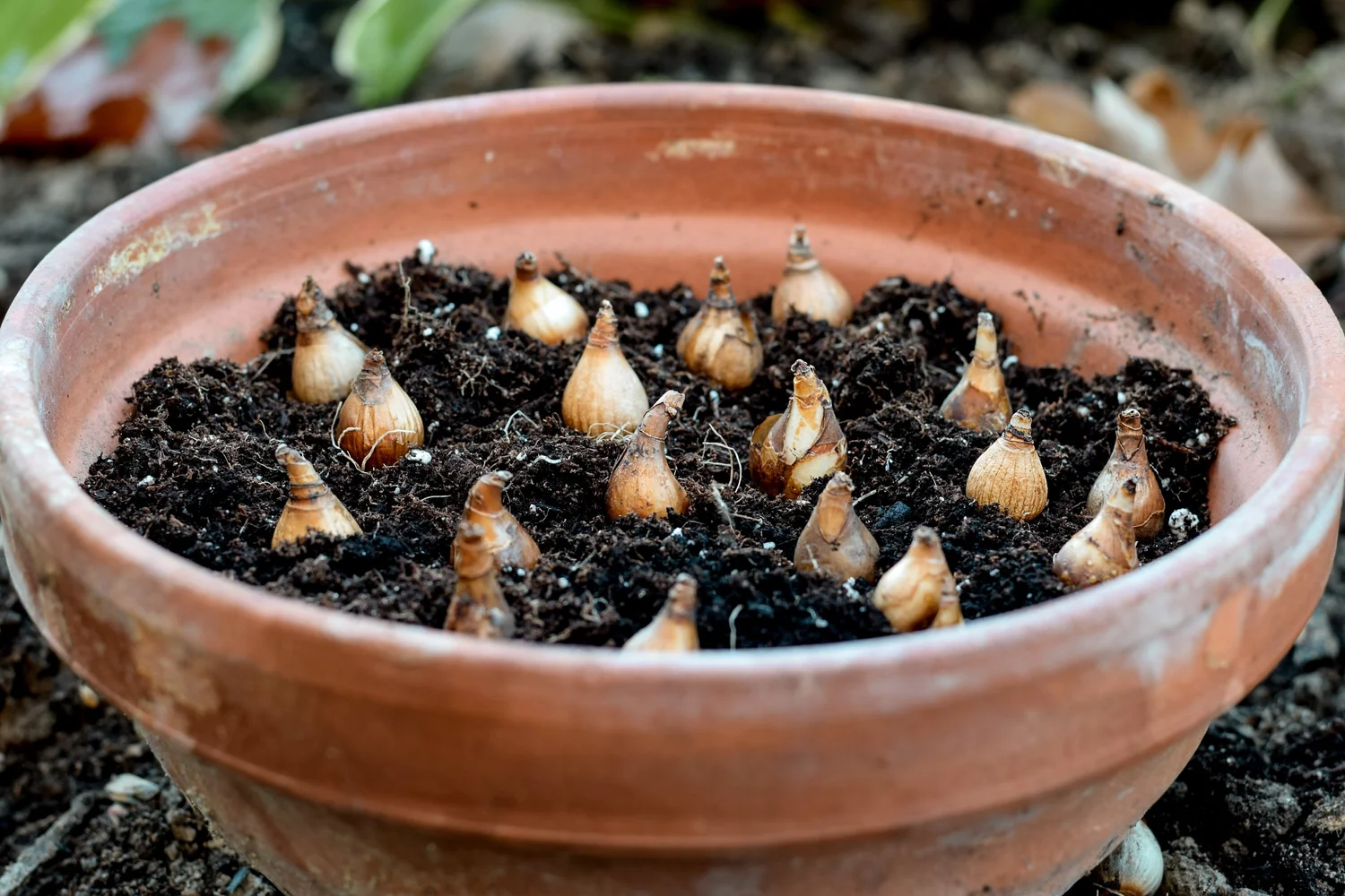 Tulip bulbs set out on compost in a terracotta pot