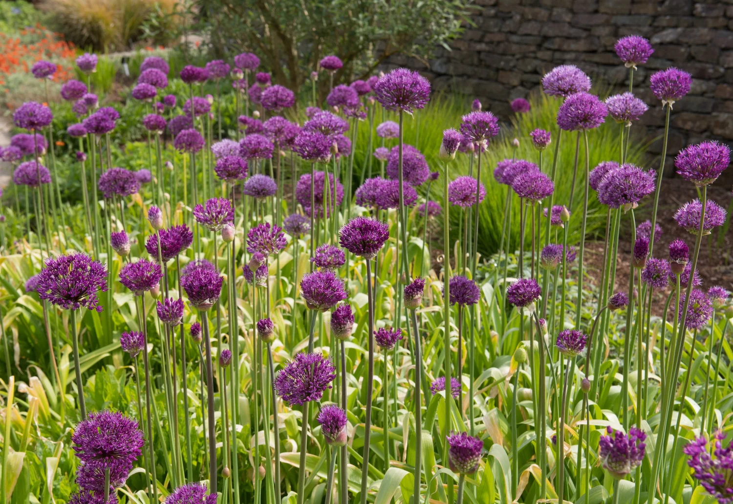 A drift of purple Allium 'Purple Sensation' in a late spring border