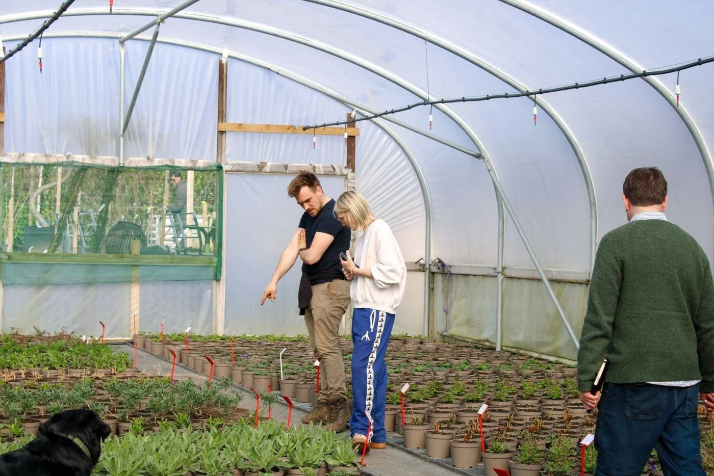 Inside a polytunnel at Form Plants, the peat-free nursery in Surrey