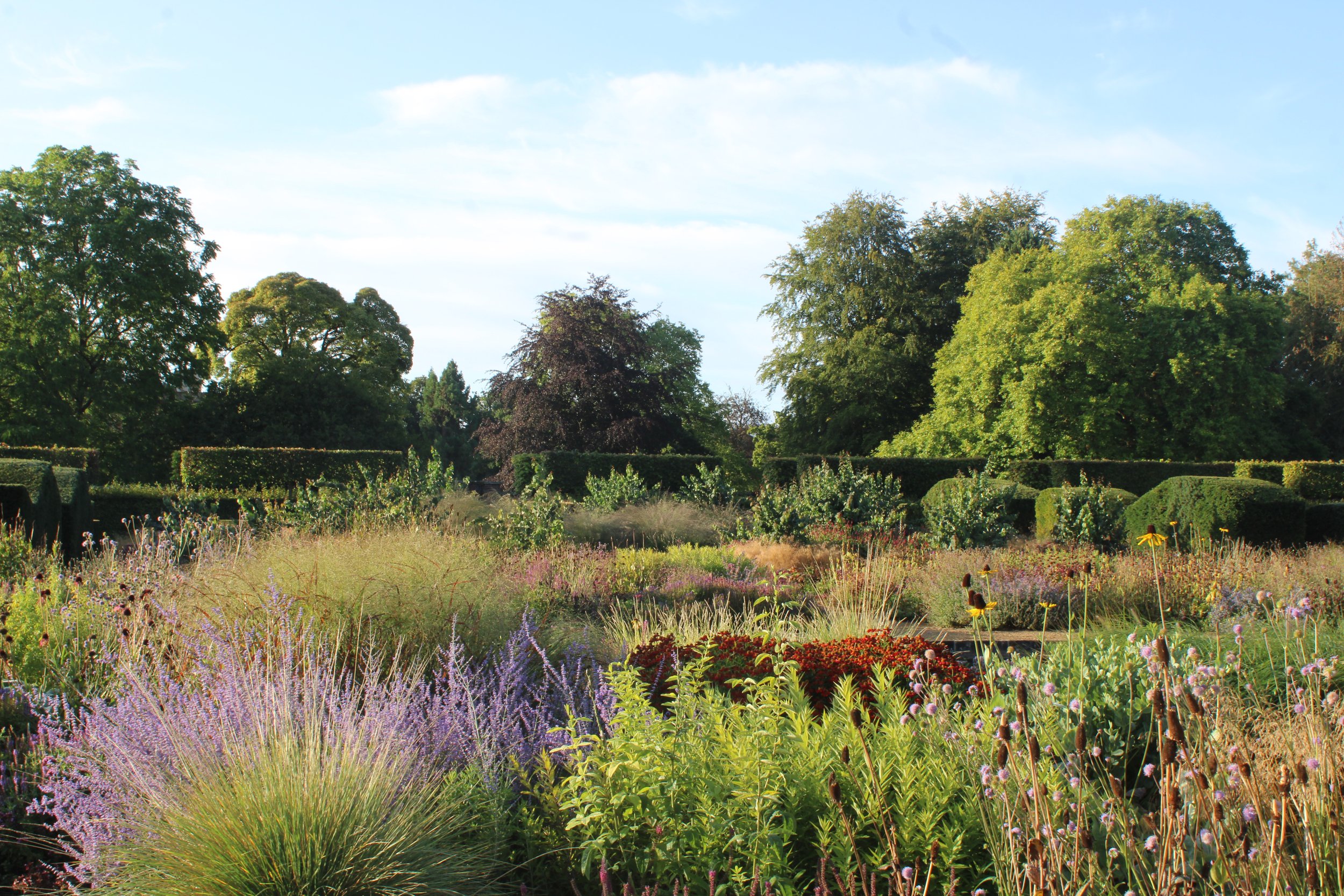 Long perennial borders of lavender and grasses in a walled garden in summer