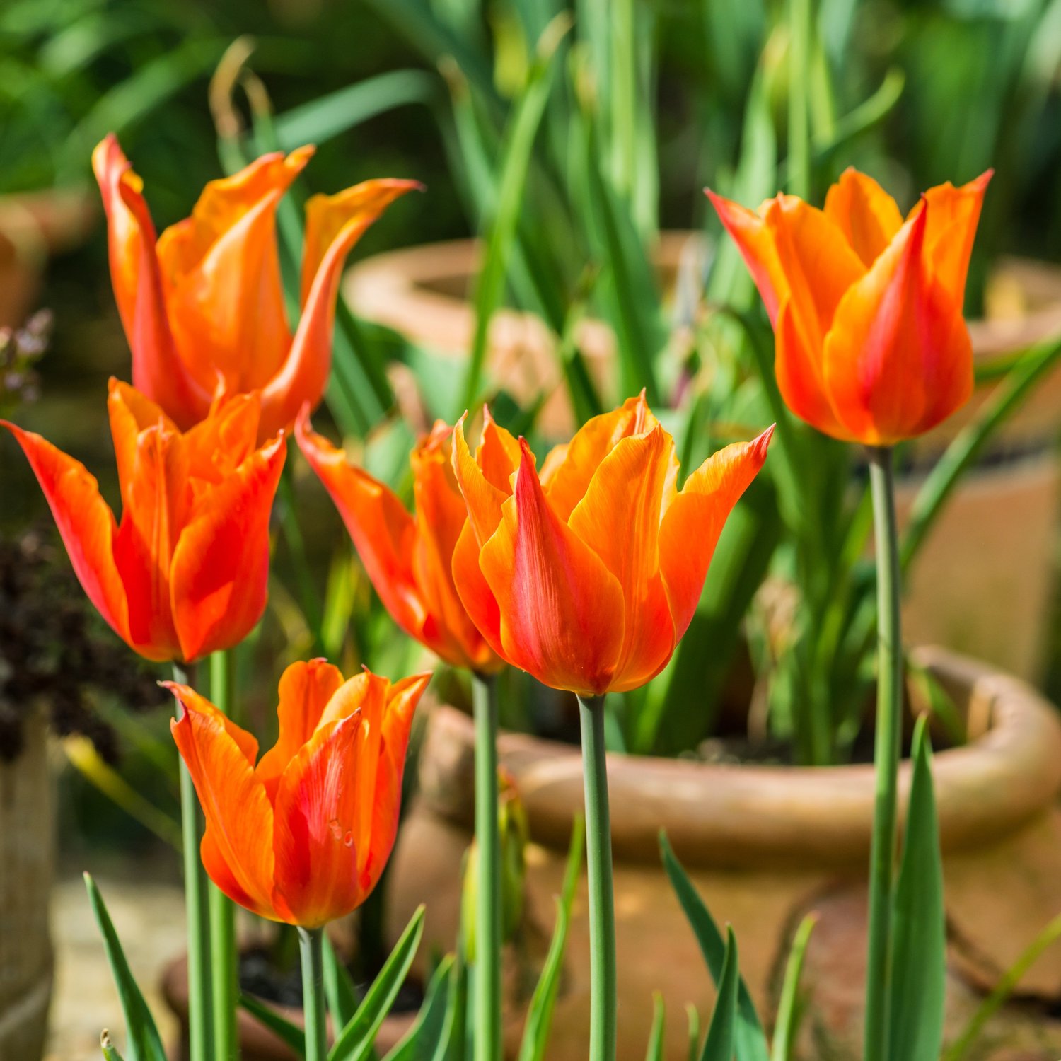 Orange Tulipa 'Ballerina' flowering in terracotta pots