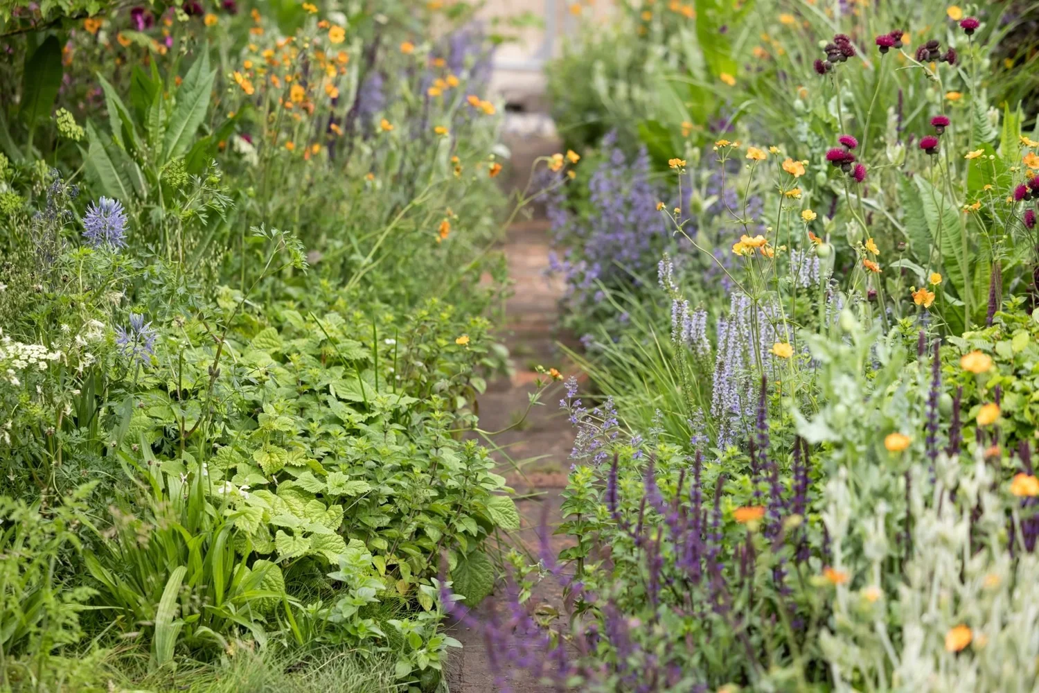 A deep border of geum, salvia, nepeta and cirsium either side of a narrow brick path