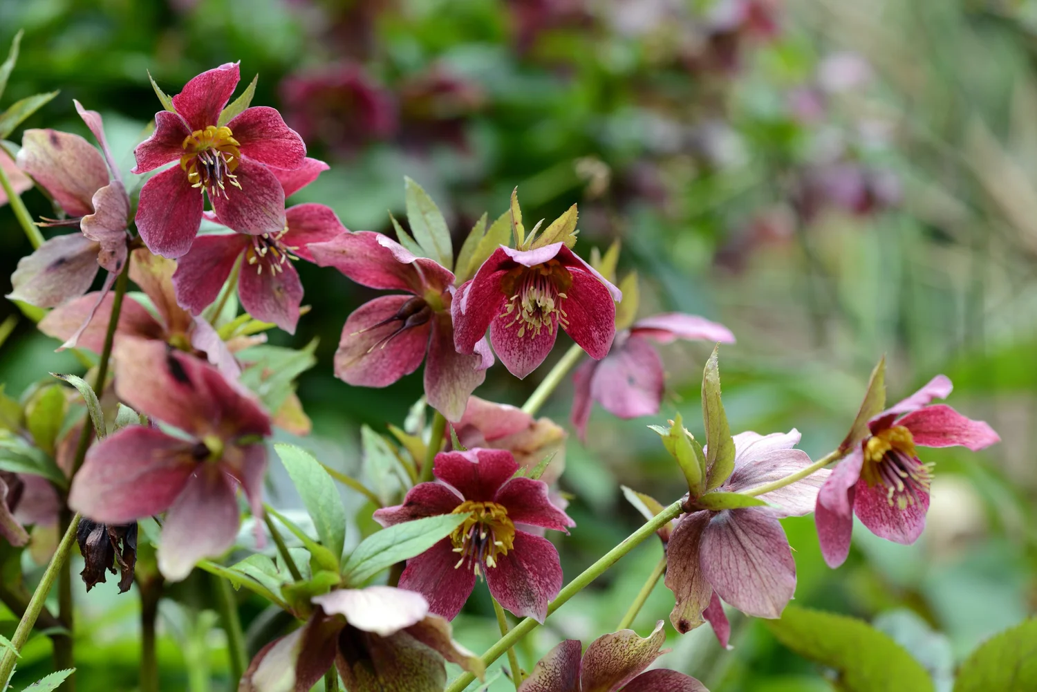 Plum and pink hellebore flowers in a garden border