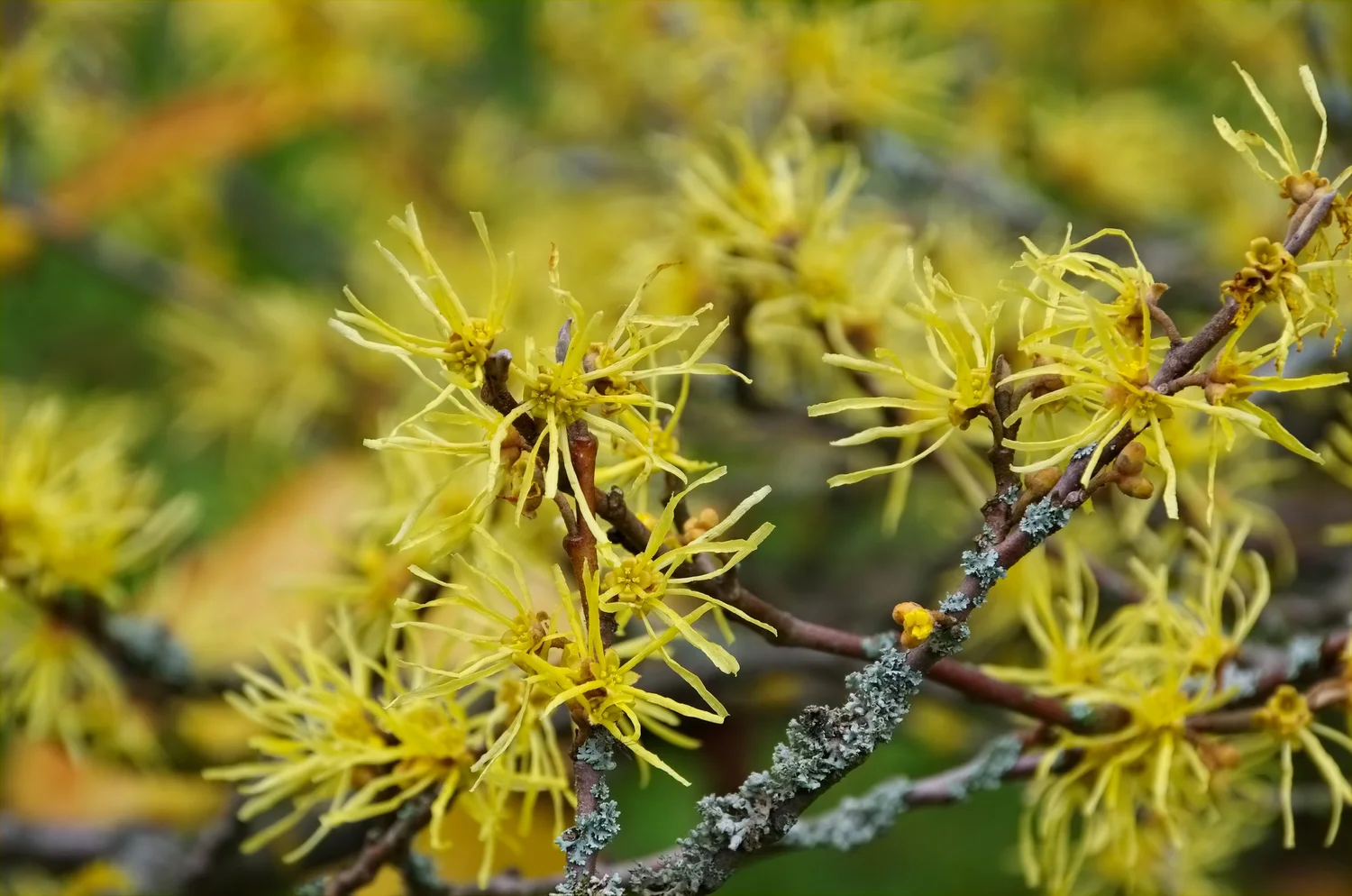 Spidery yellow witch hazel flowers on bare branches