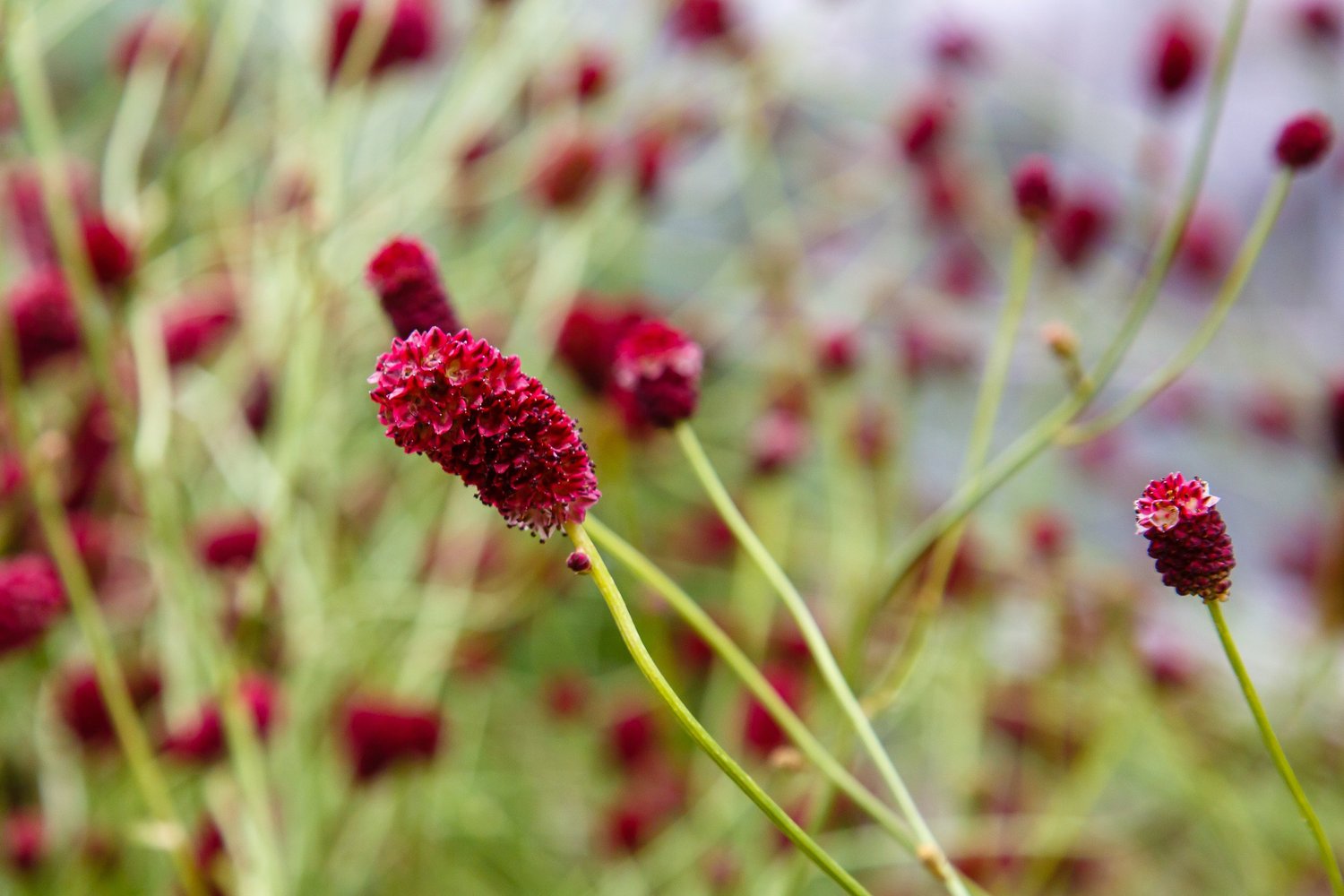 Crimson sanguisorba flowerheads on fine stems