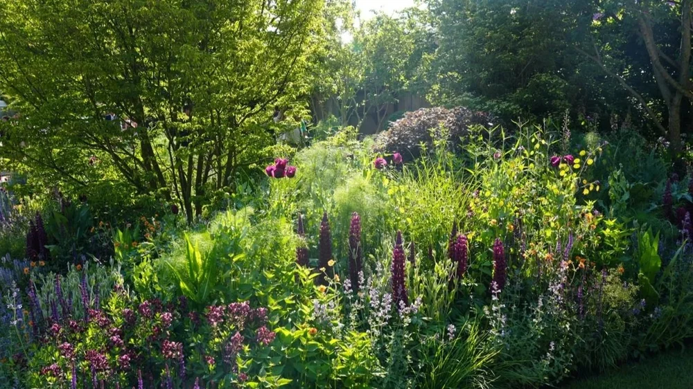 Purple lupins and alliums in a soft summer border