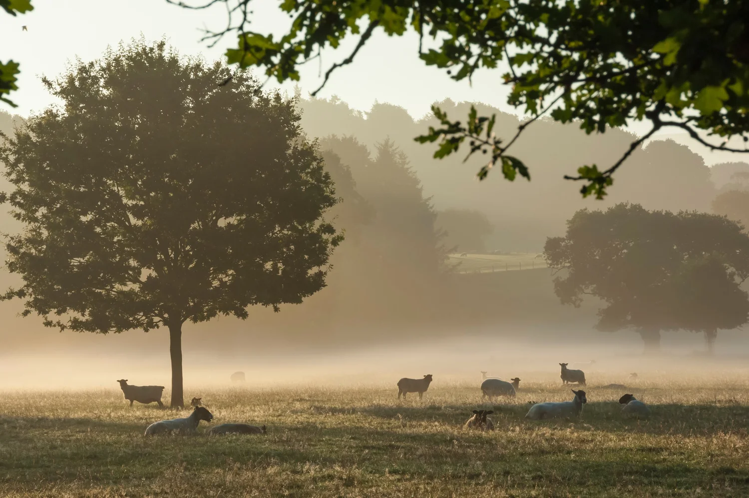 Morning mist over fields and trees in the Eden Valley, Cumbria