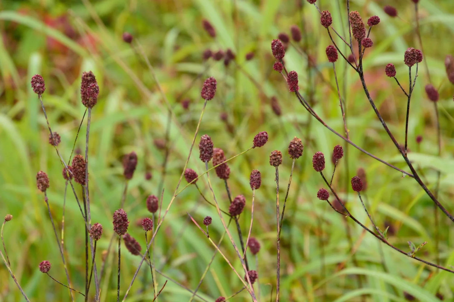 Small crimson sanguisorba flowerheads on wiry stems among grasses
