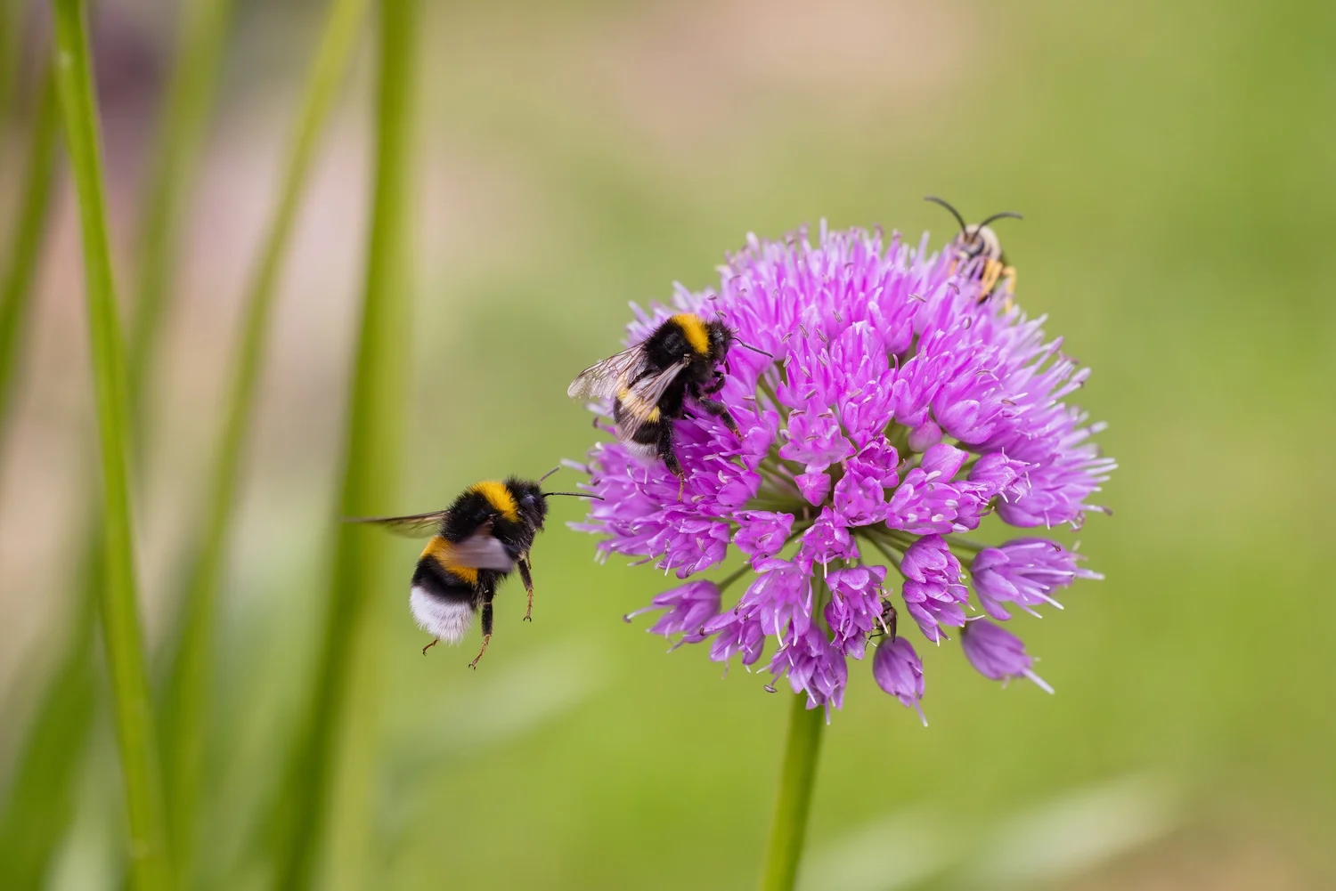 Two bumblebees visiting a purple allium flowerhead