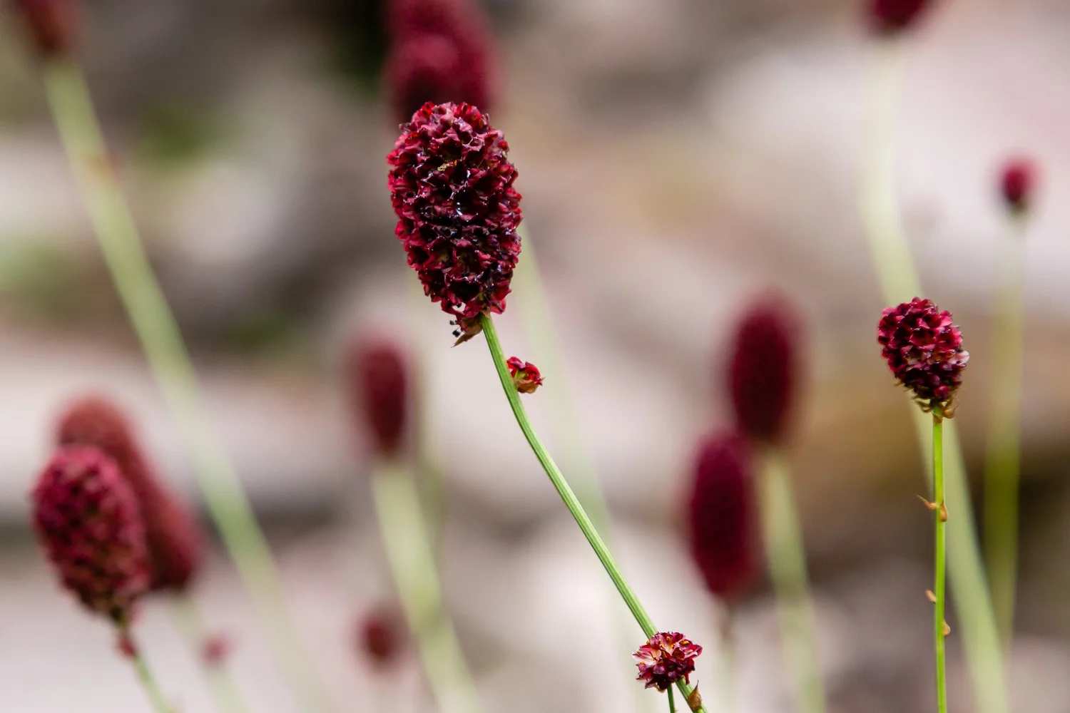 A single crimson Sanguisorba officinalis flowerhead on a slender stem