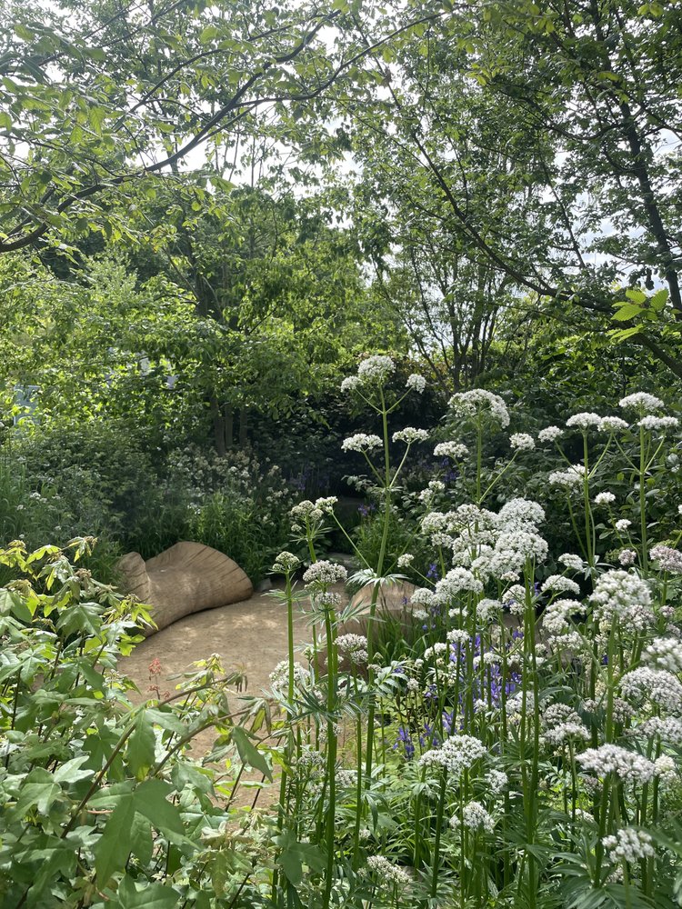A clearing of trees and soft planting in a show garden