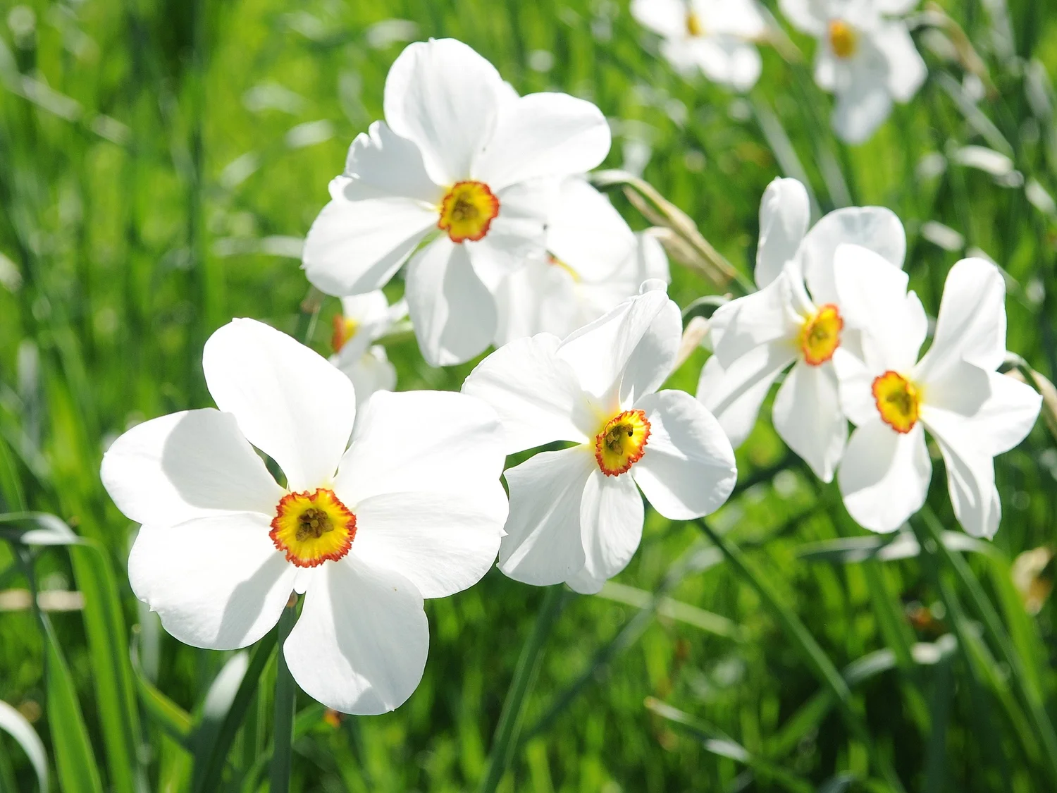 White pheasant's eye daffodils with small red-rimmed cups